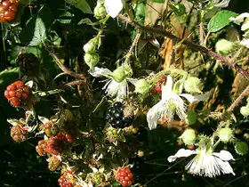 Brombeere