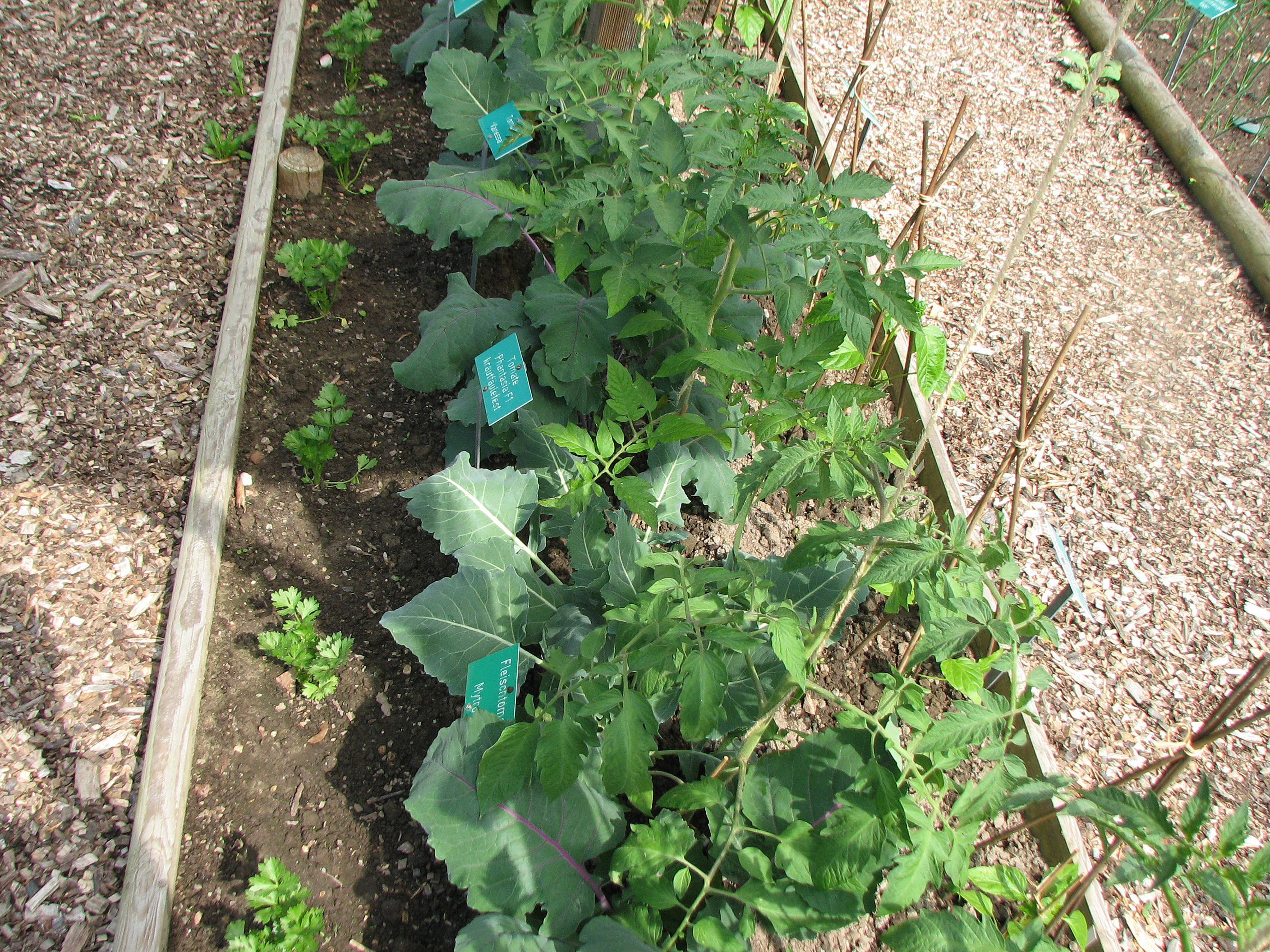 Kohlrabi