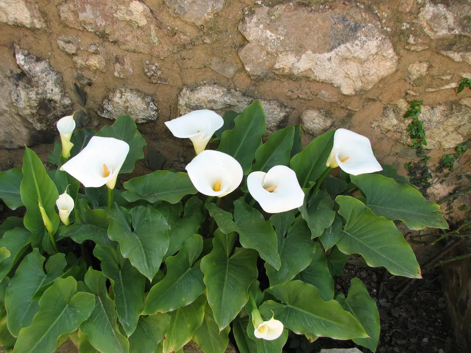 Calla