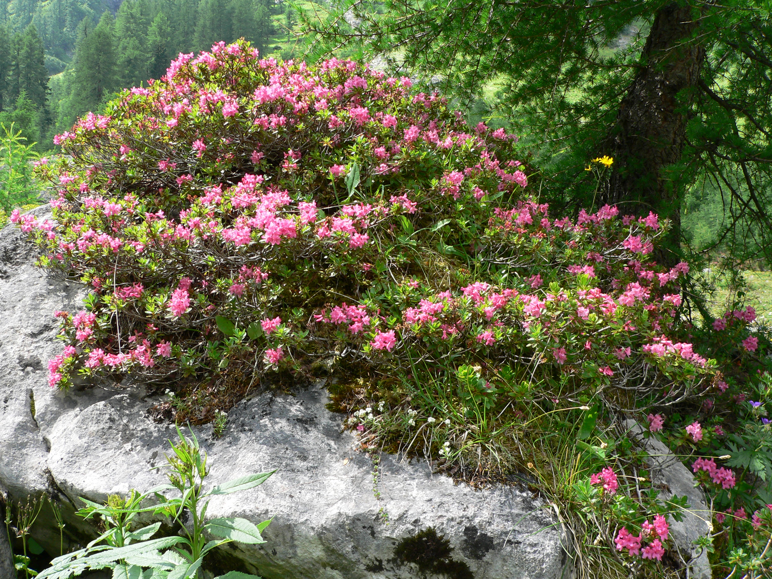 Rostblättrige Alpenrose