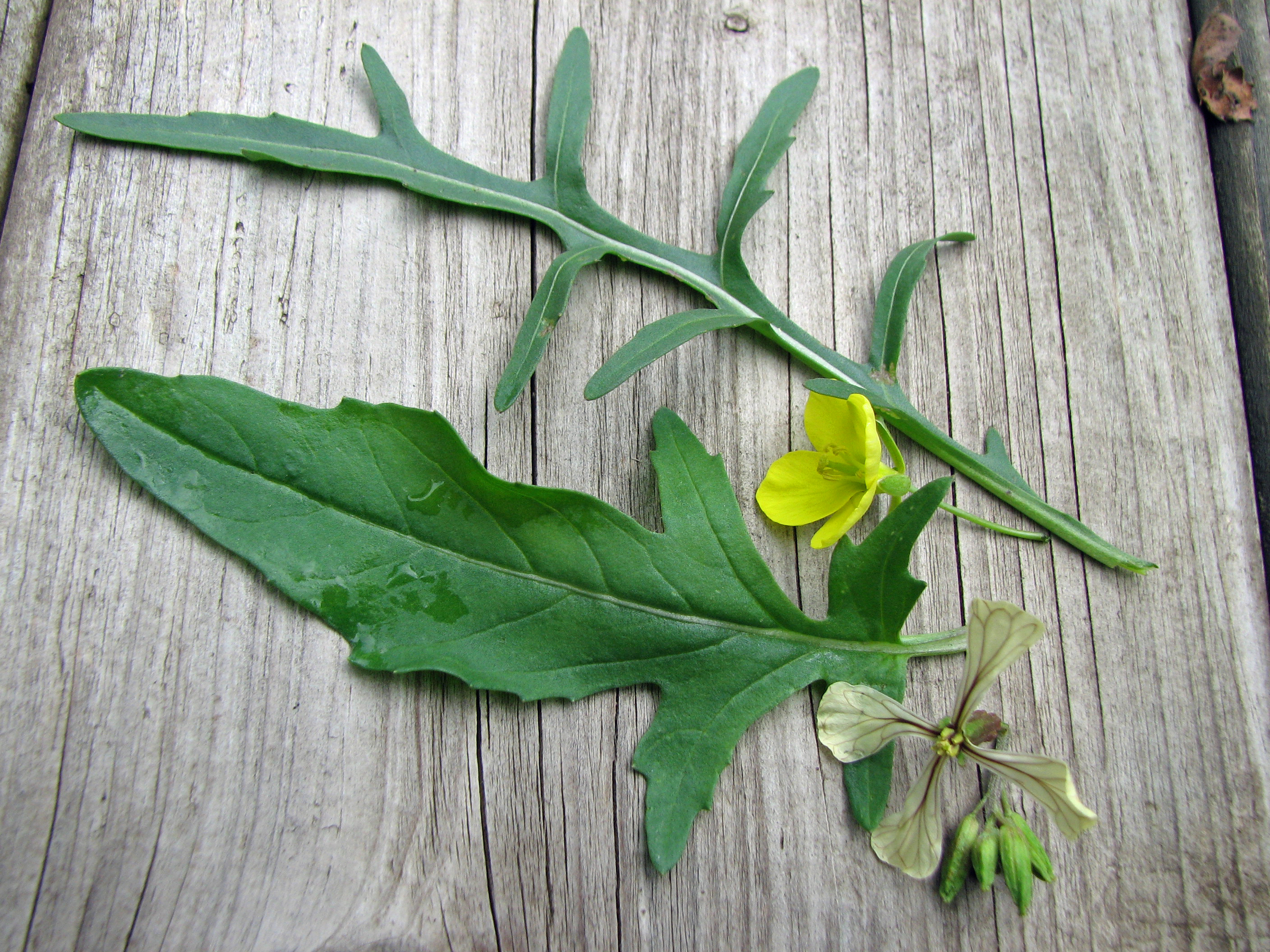 Breitblättrige Rucola