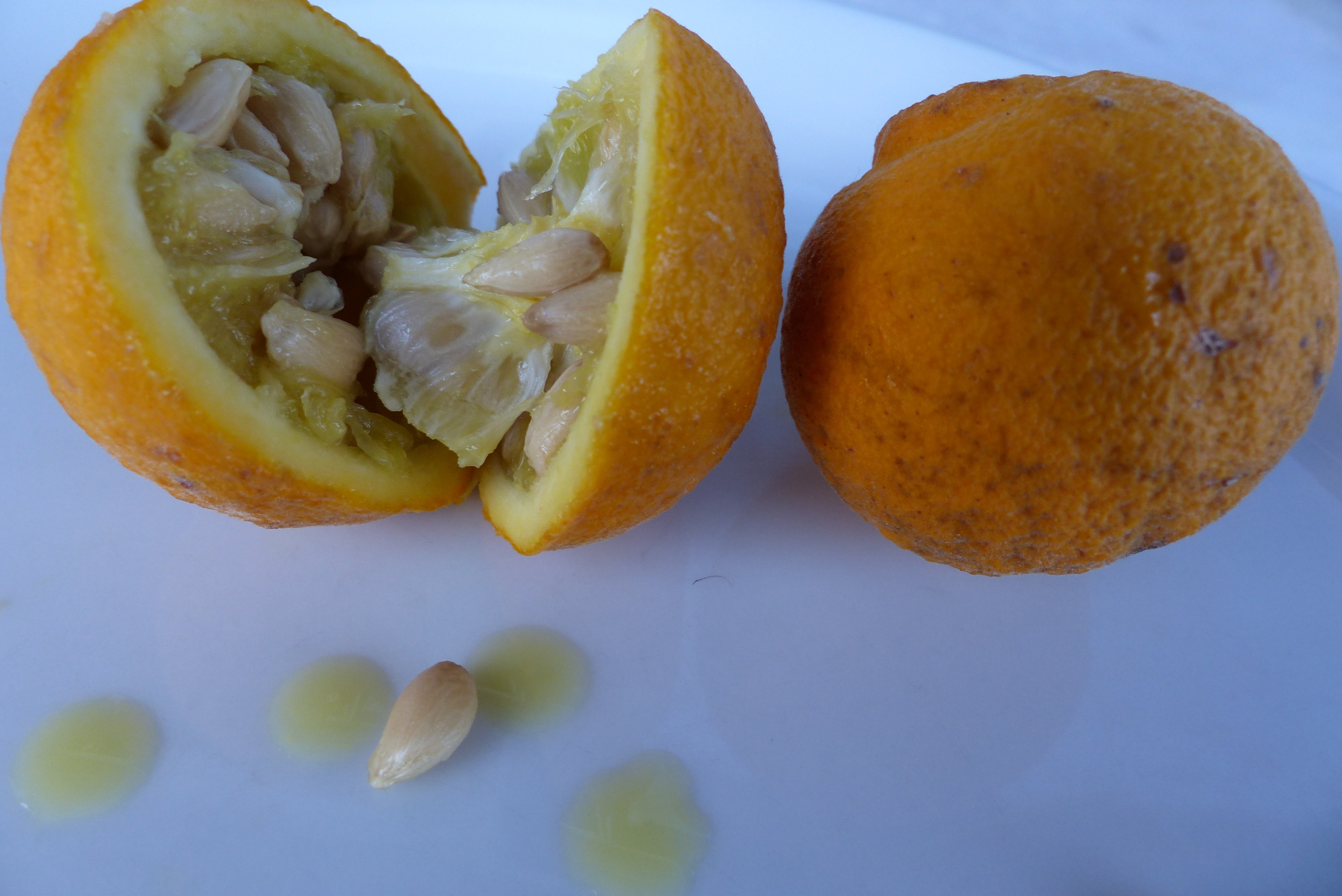 Dreiblättrige Orange