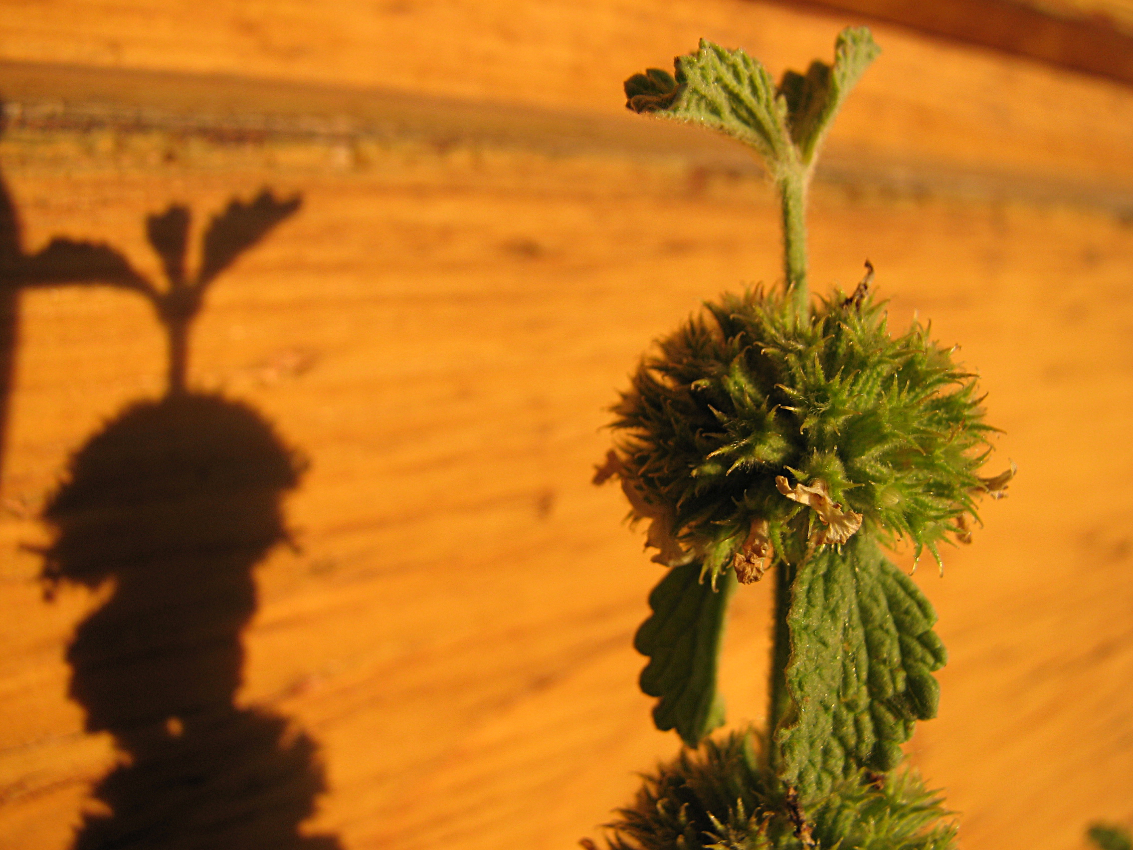 Gewöhnlicher Andorn