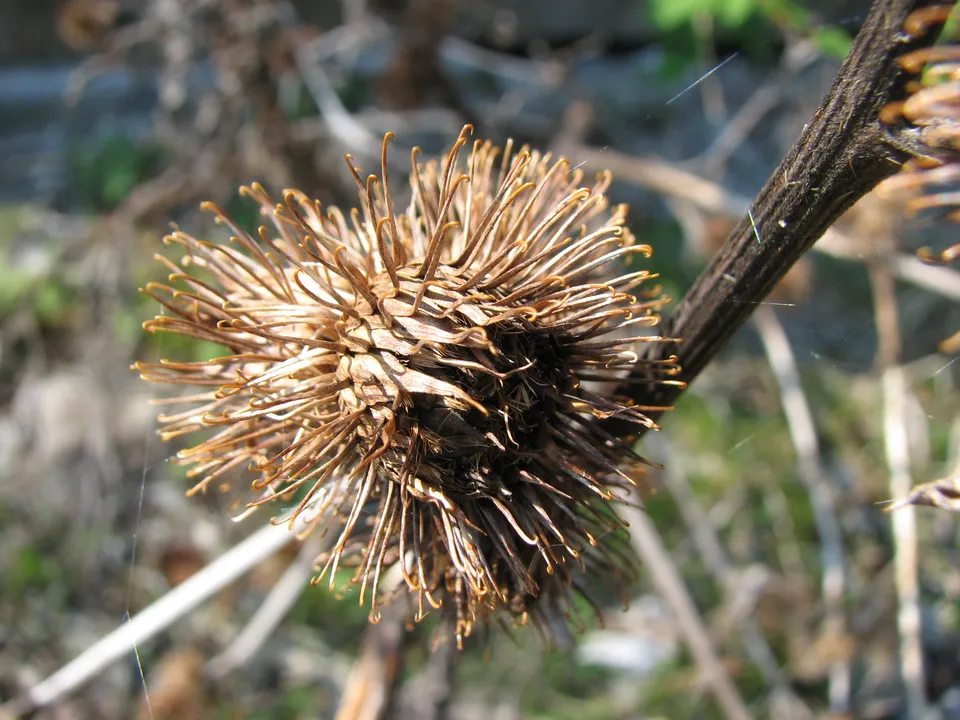 Große Klette