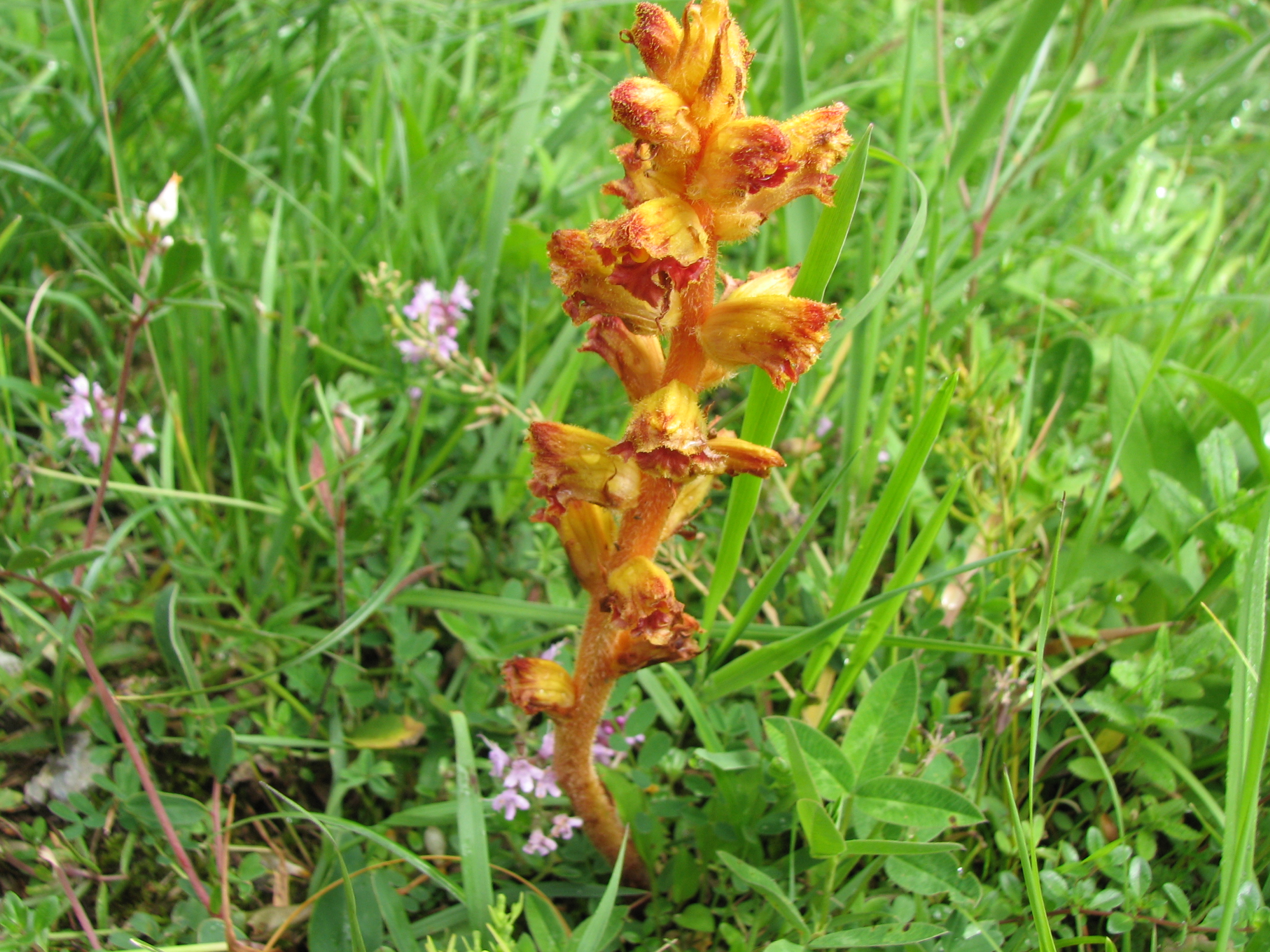 Blutrote Sommerwurz
