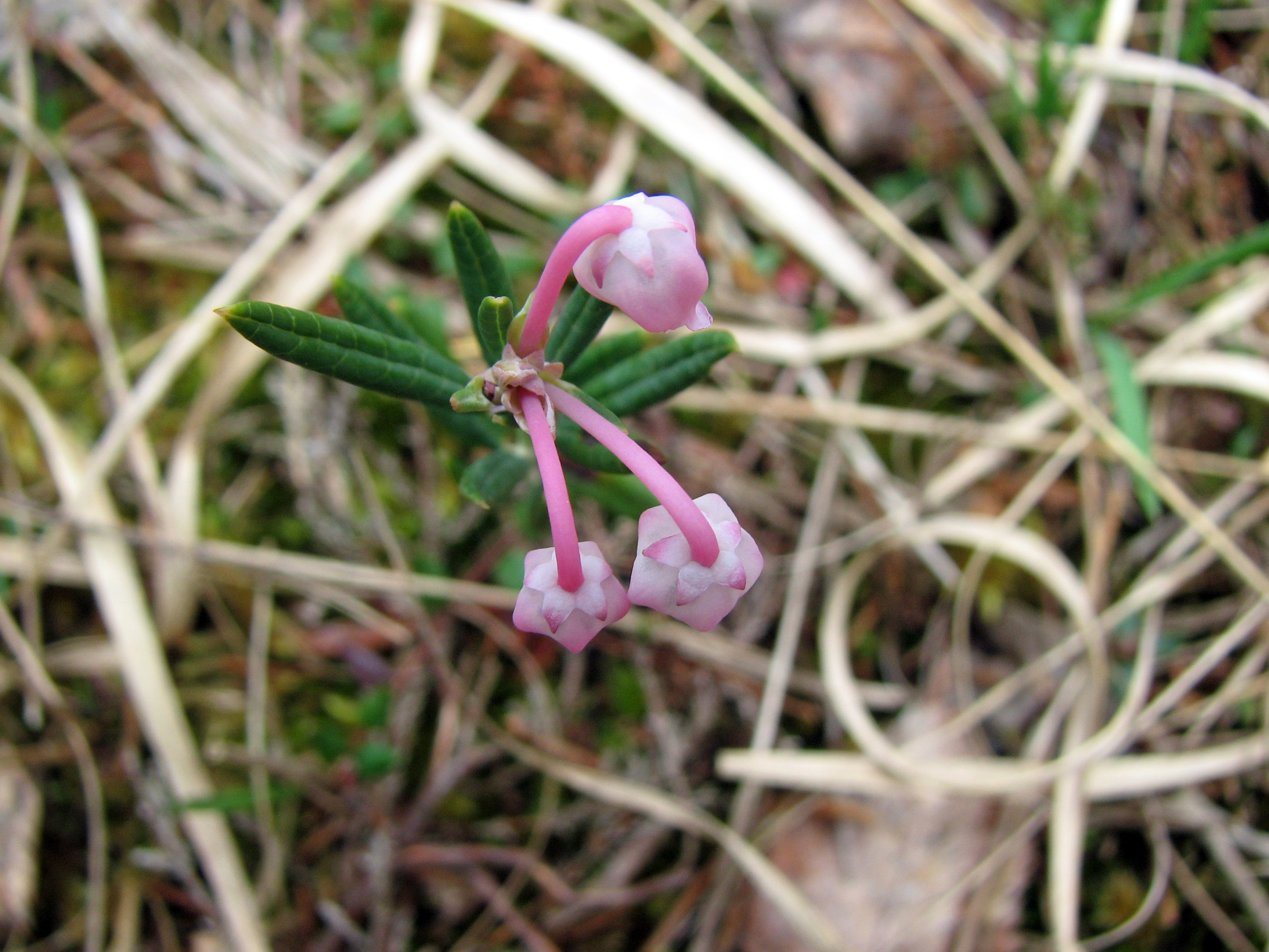 Rosmarinheide