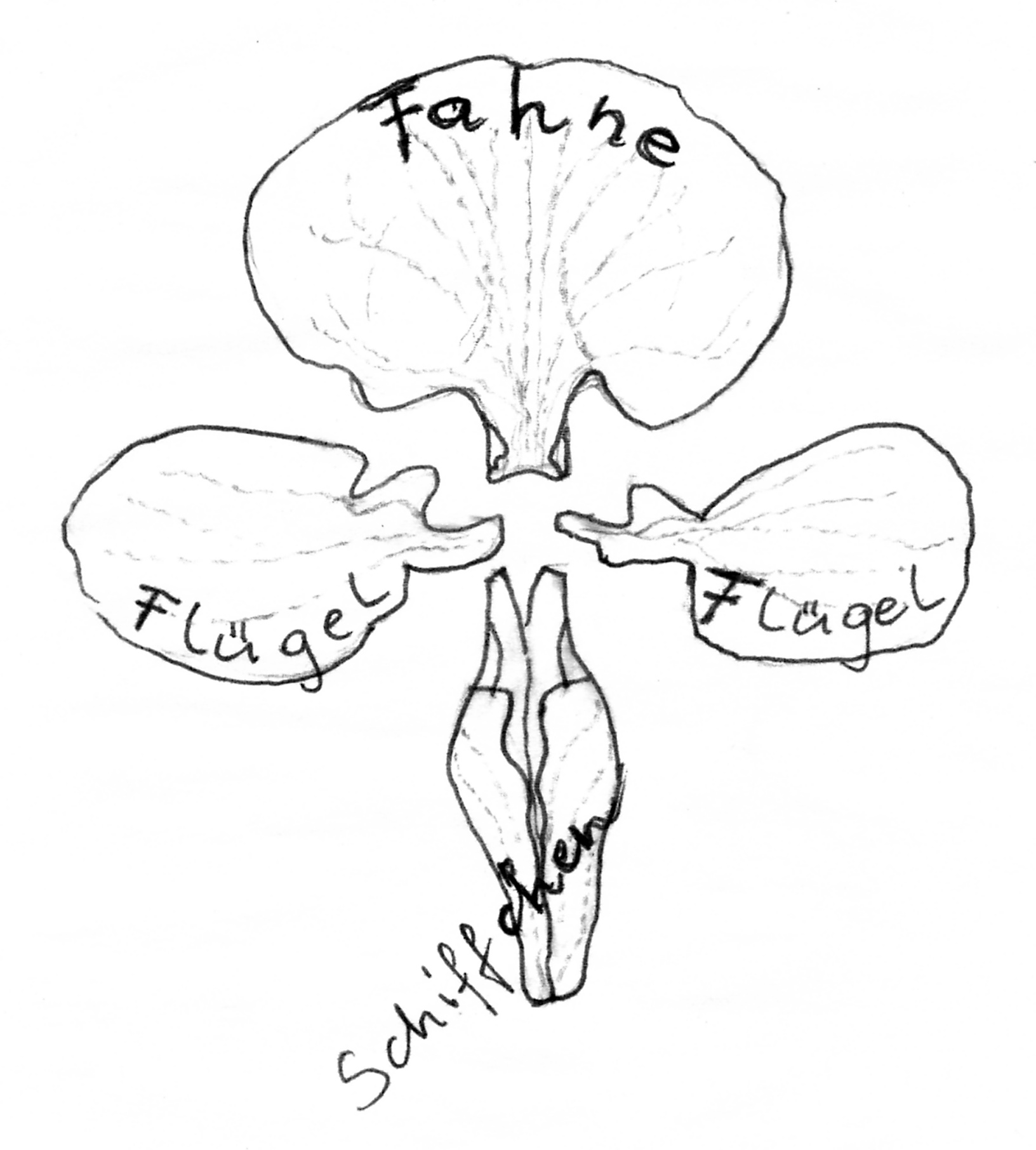 Dicke Bohne