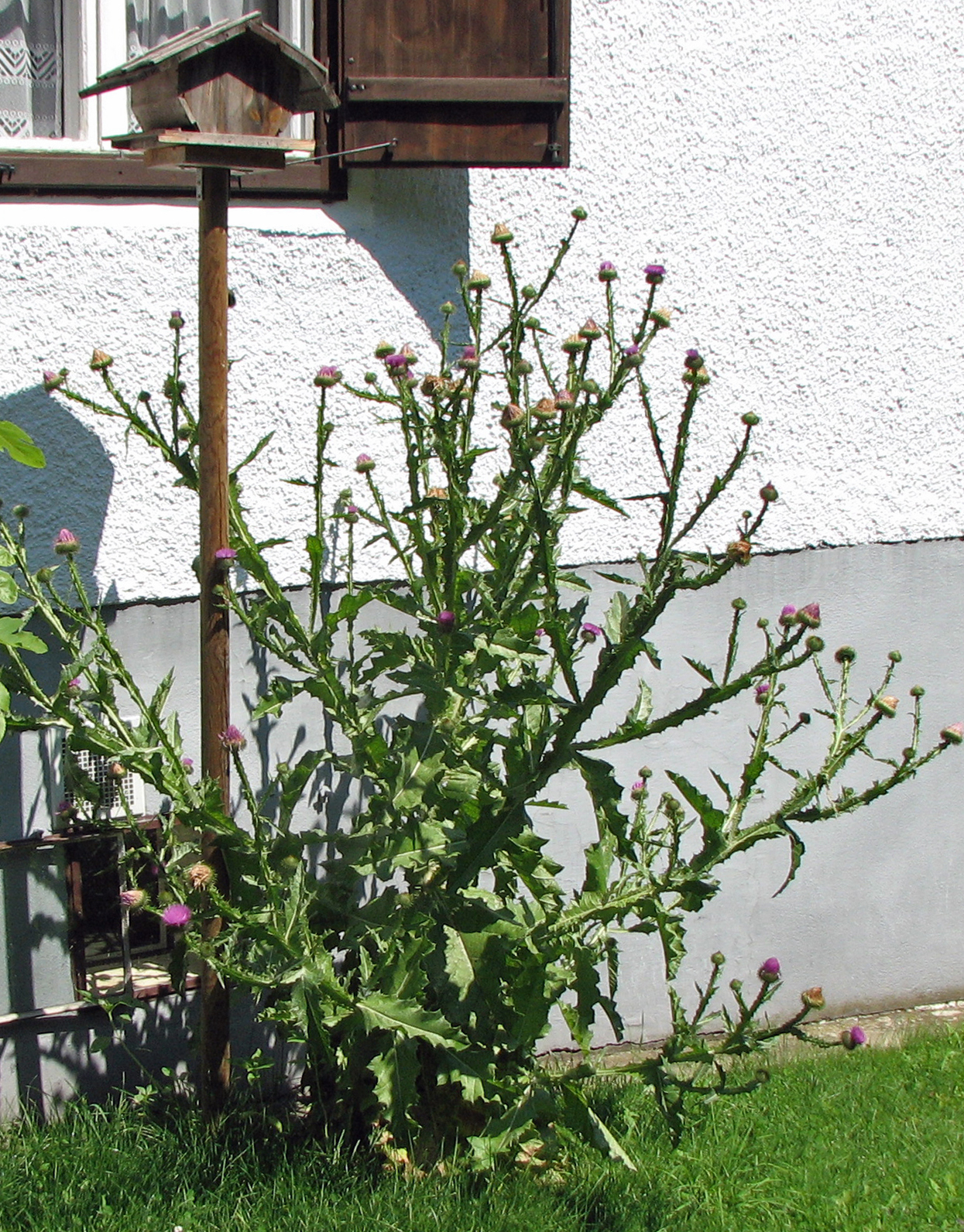 Eselsdistel