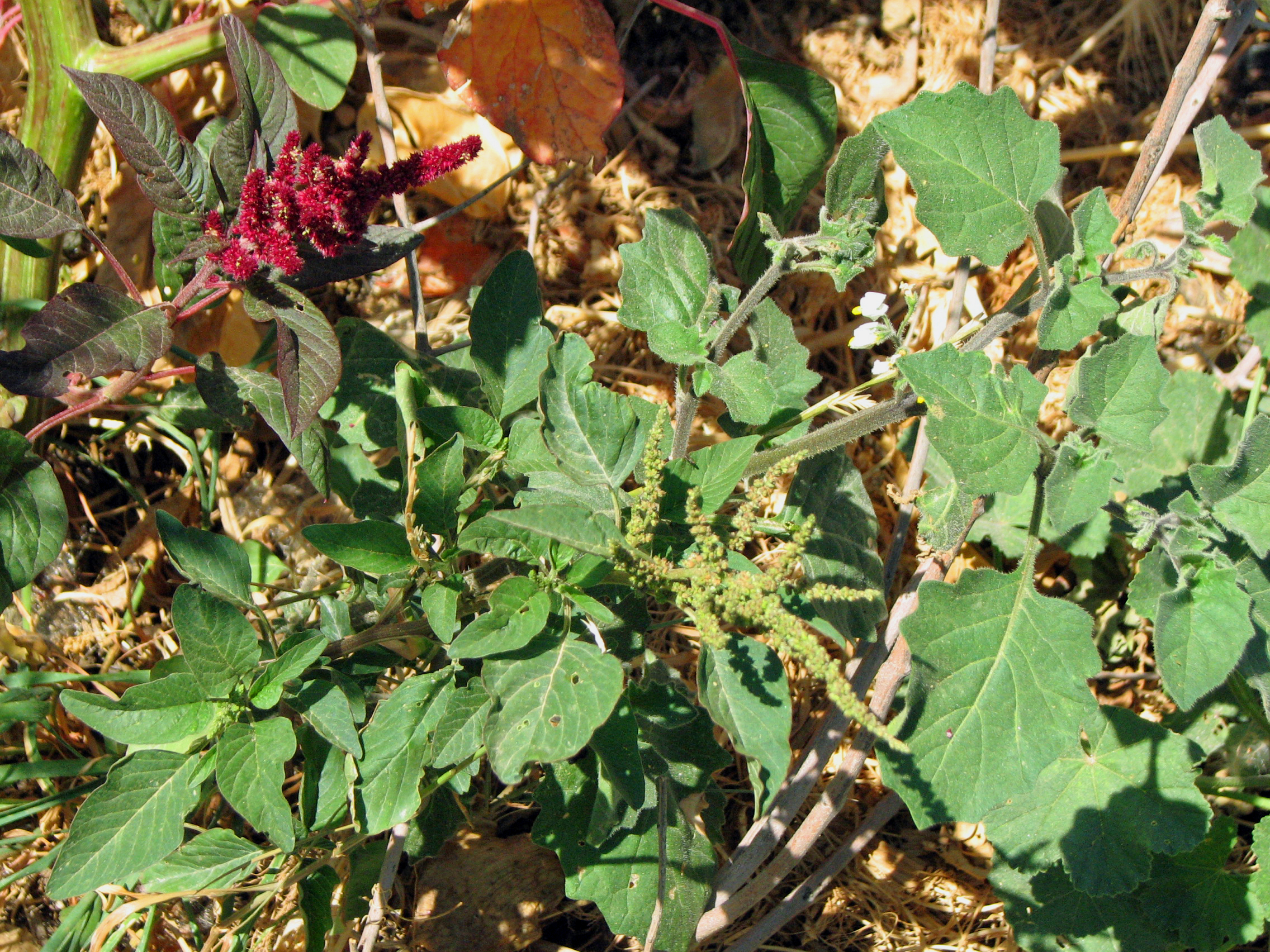 Amaranth