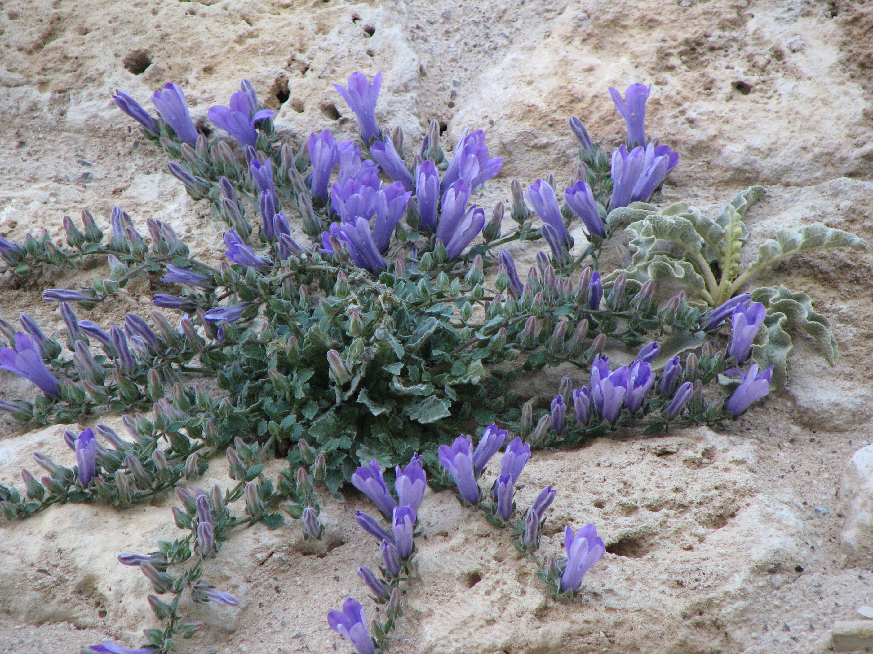 Griechische Felsglockenblume