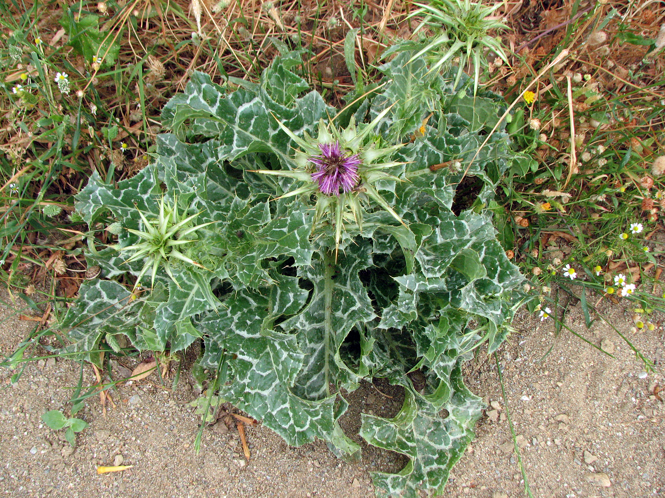 Mariendistel