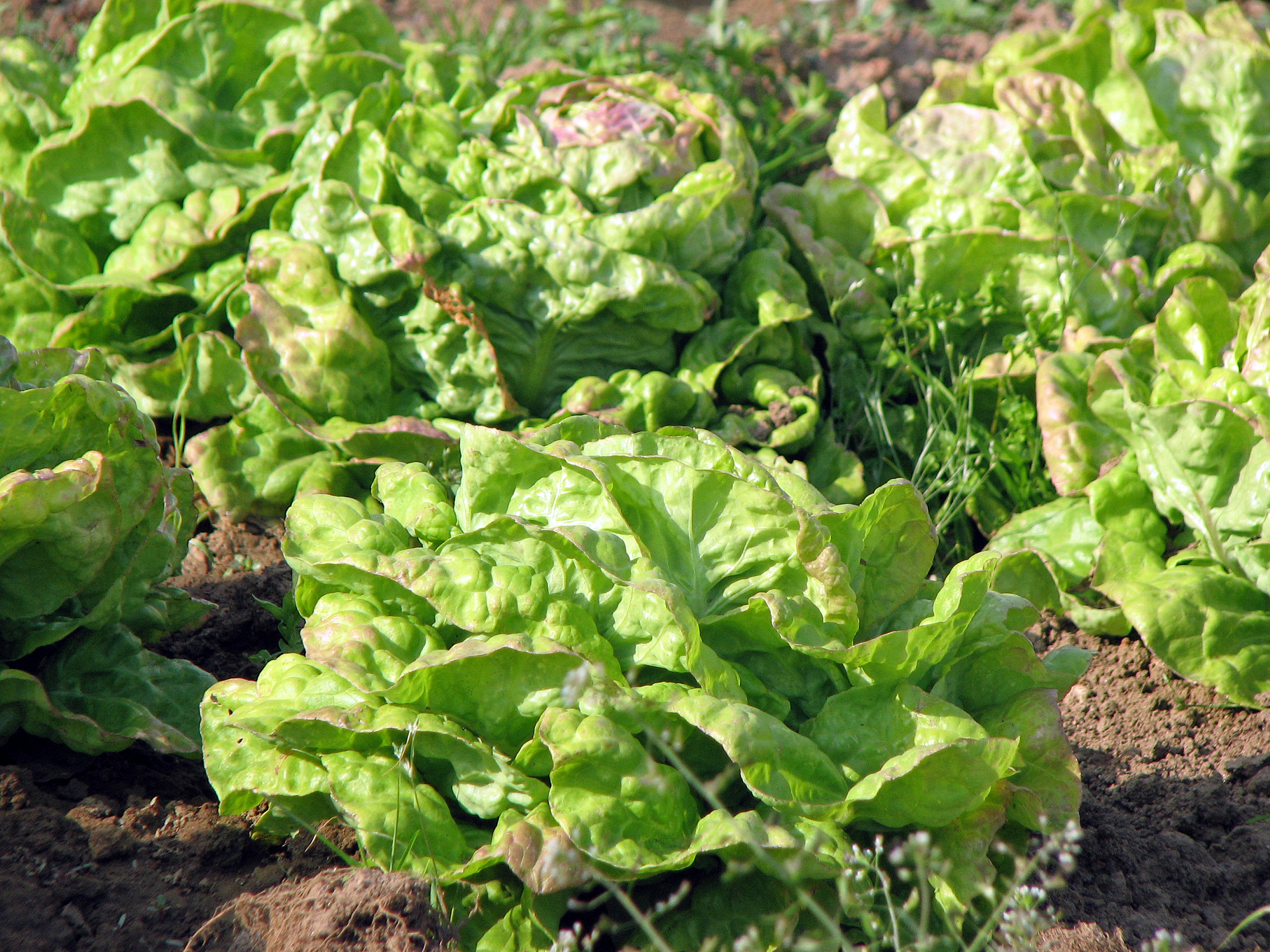 Kopfsalat