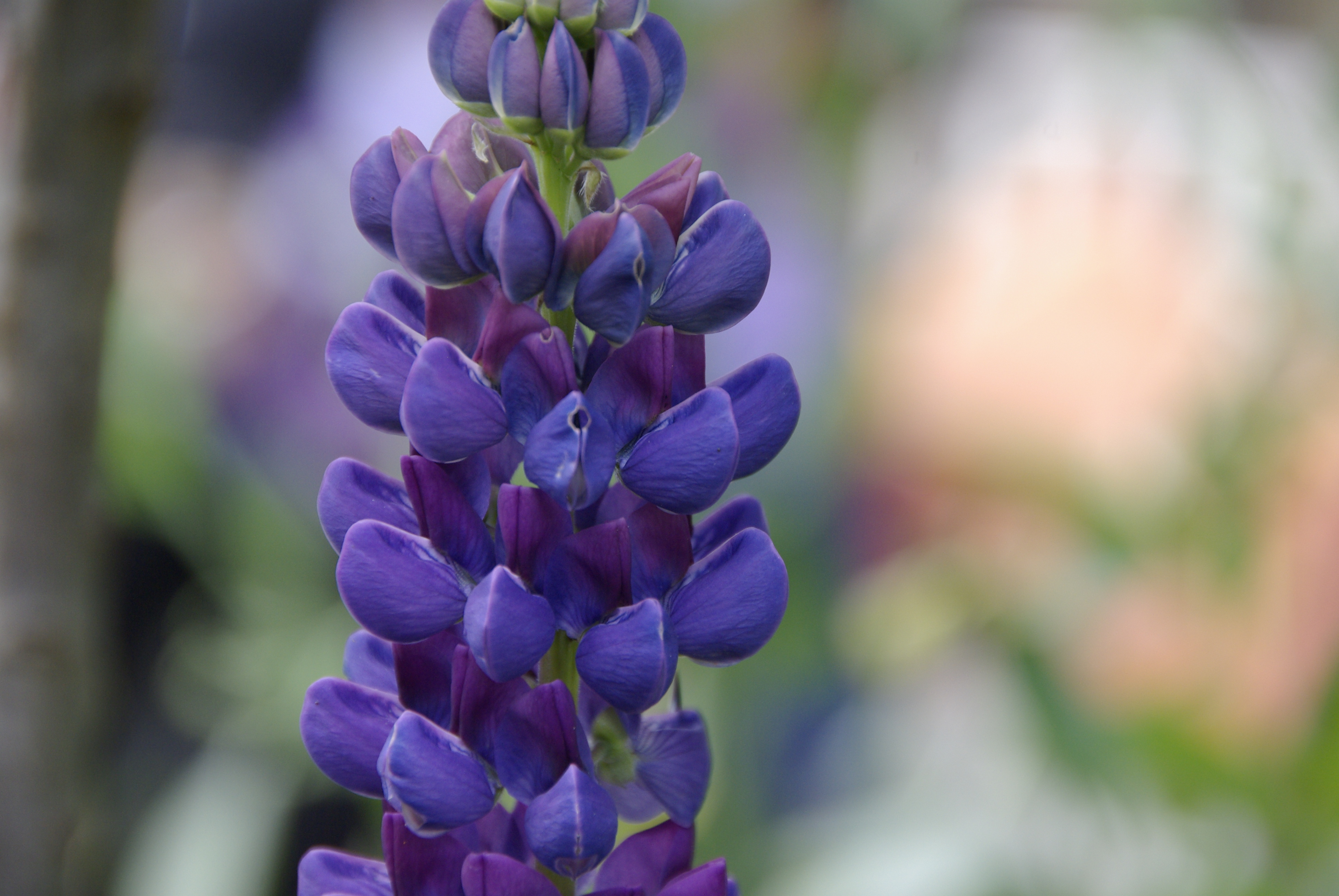 Gartenlupine