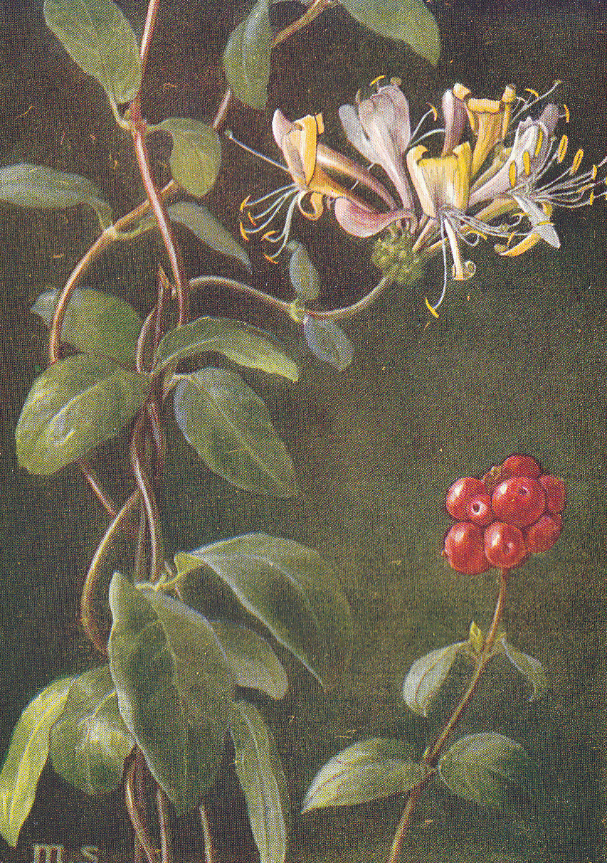 Waldgeißblatt