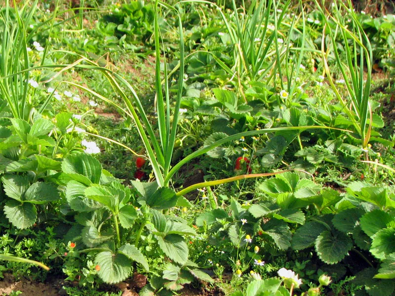 Schutzpflanzen und Partnerpflanzen