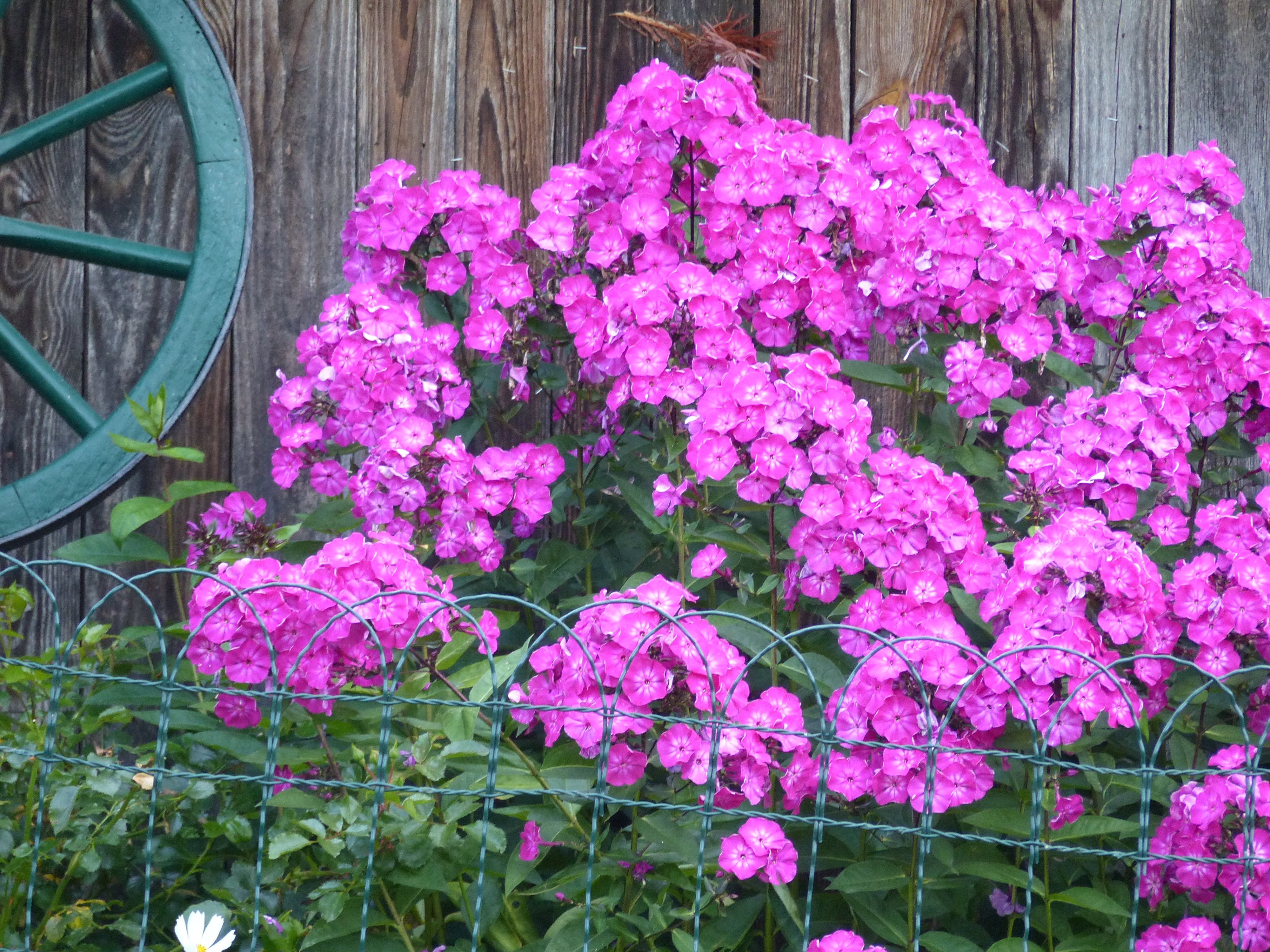Phlox
