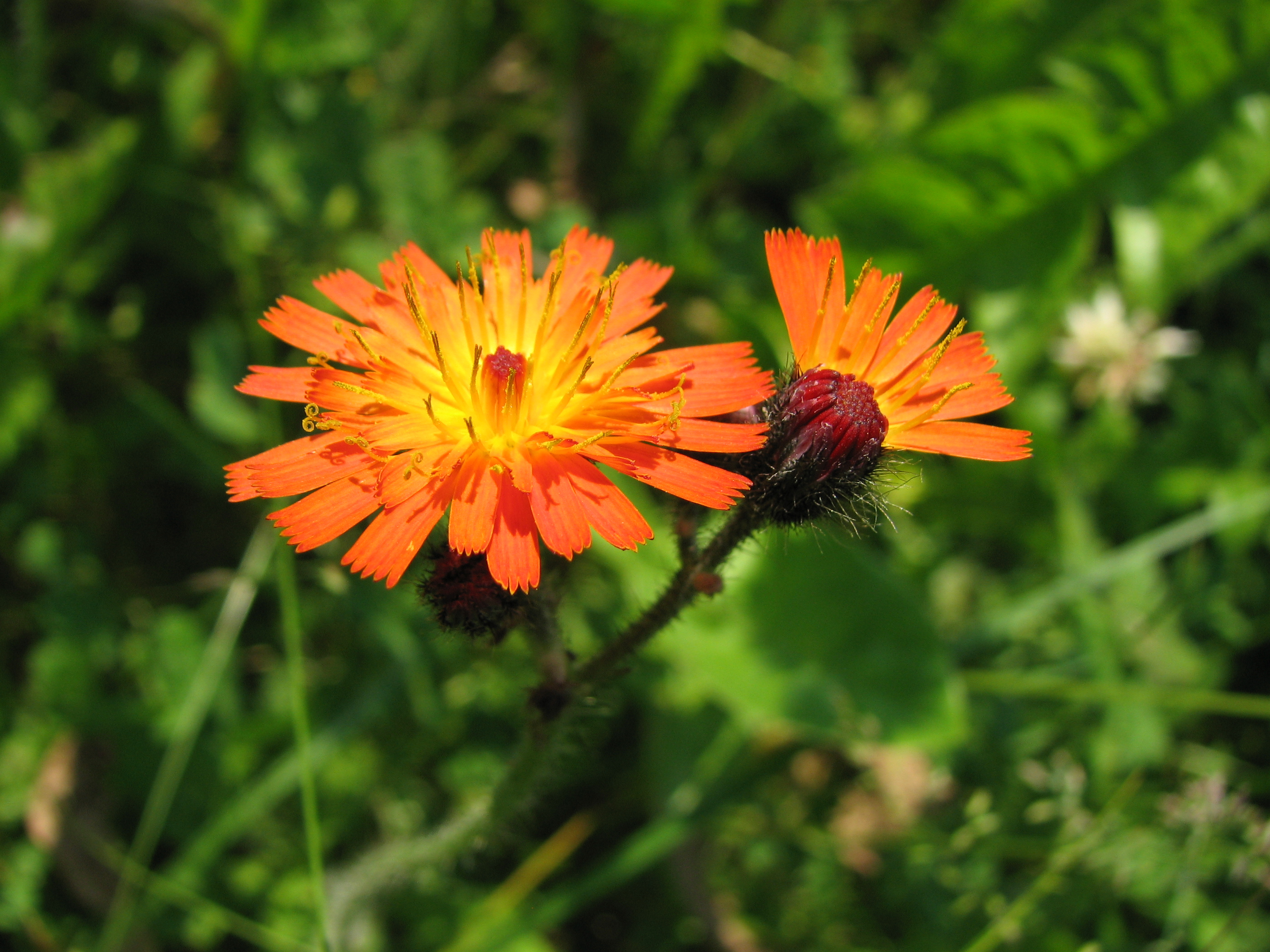 Orangerotes Habichtskraut