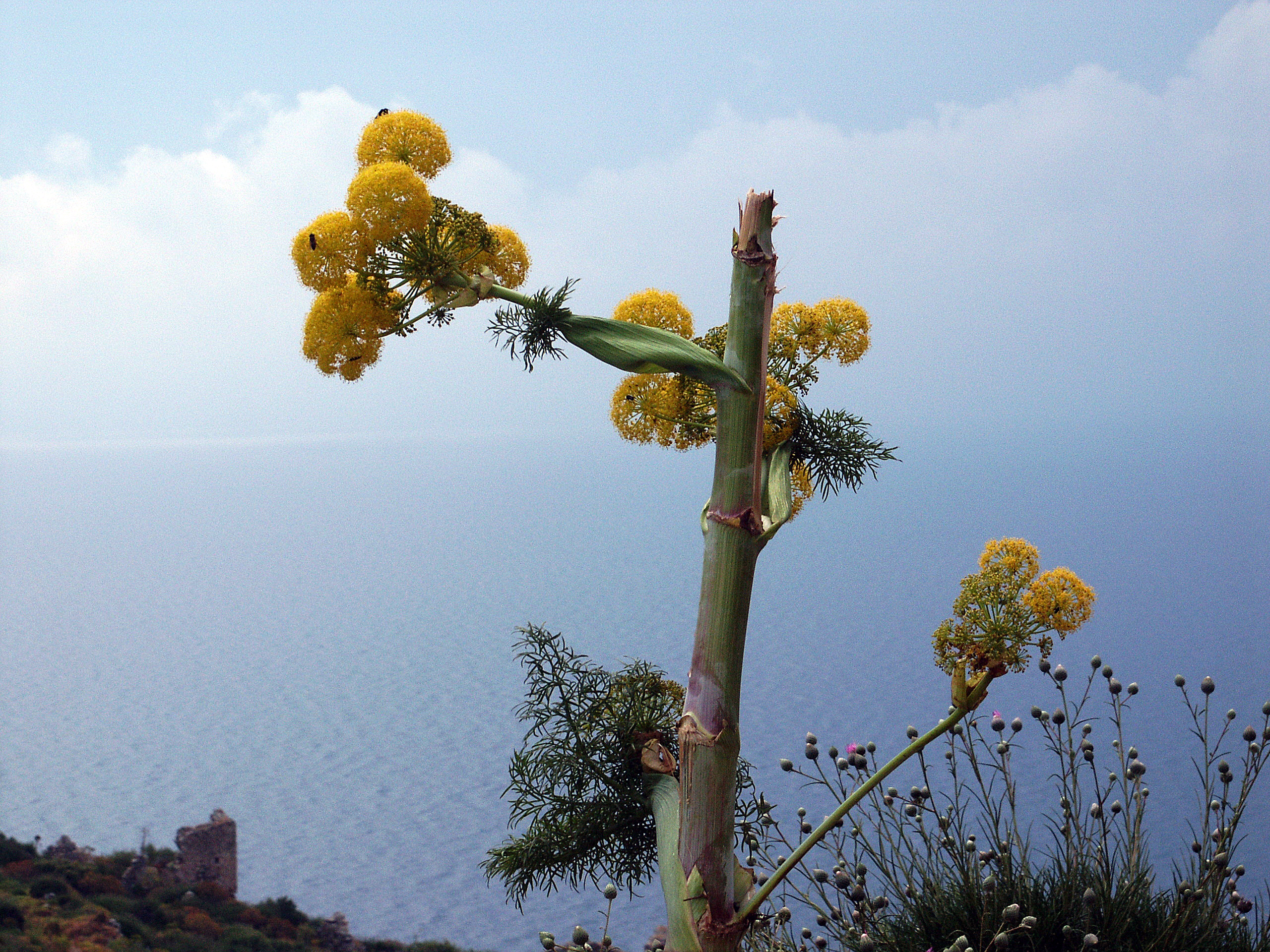 Riesenfenchel