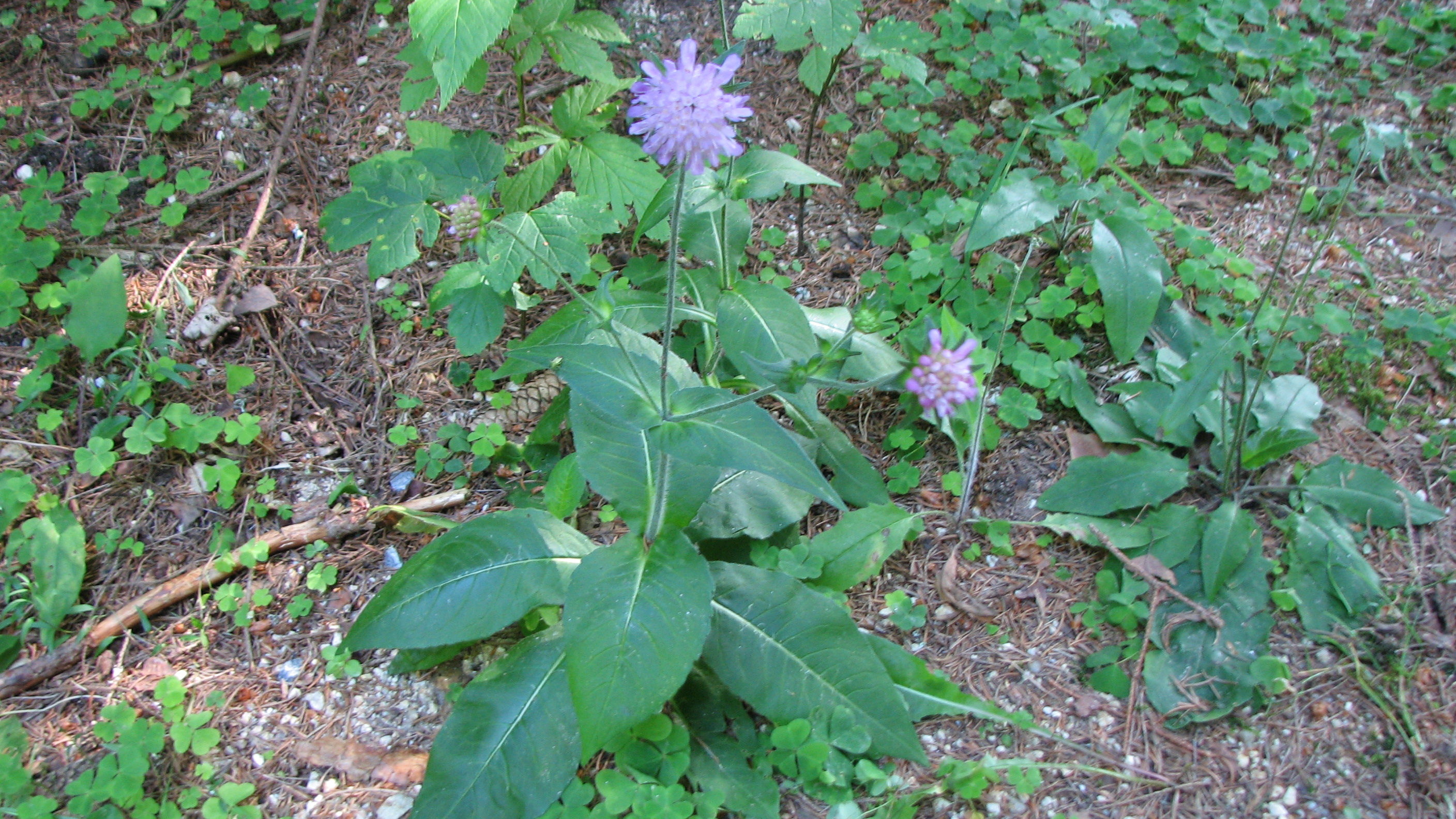 Waldwitwenblume