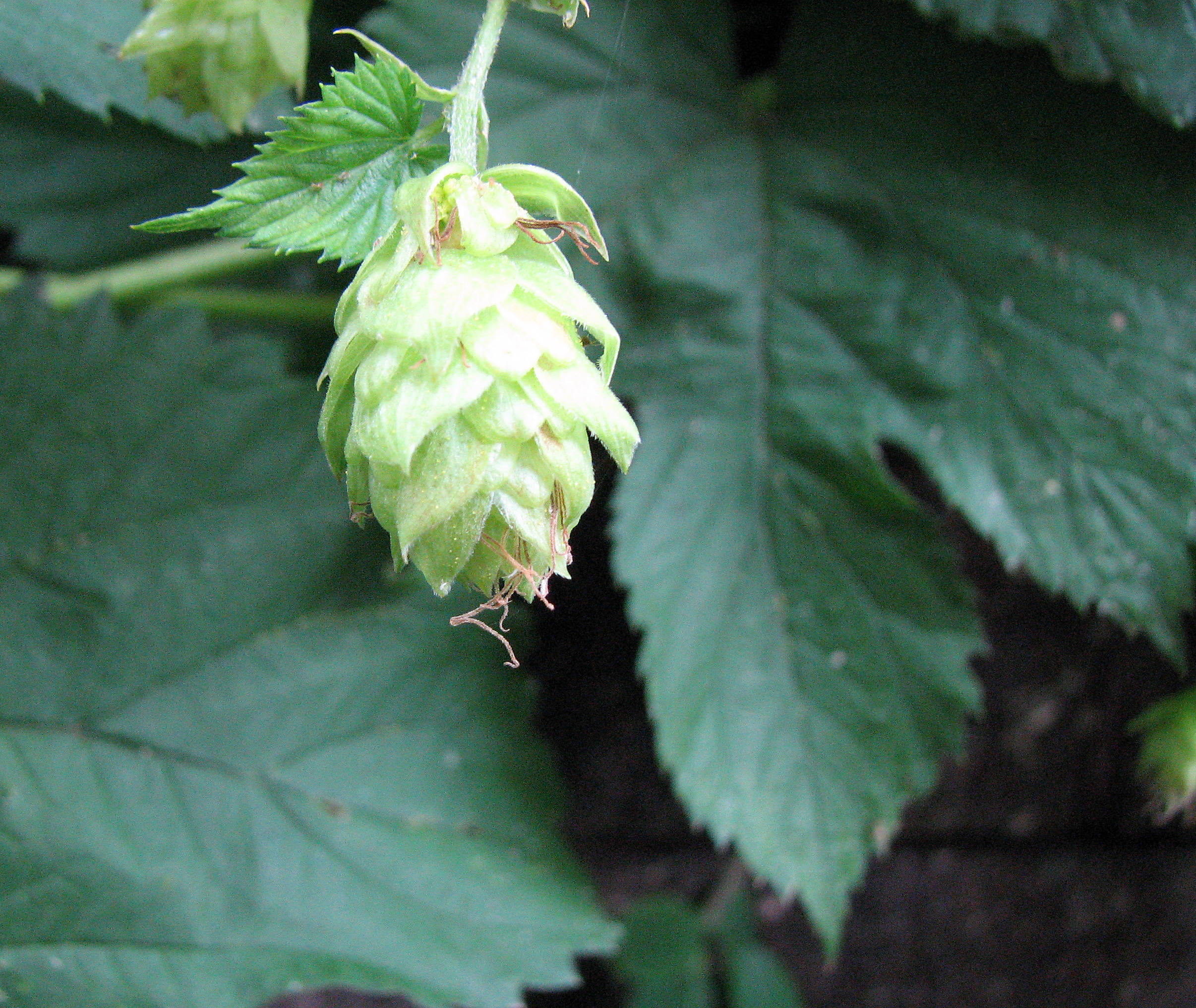 Hopfen