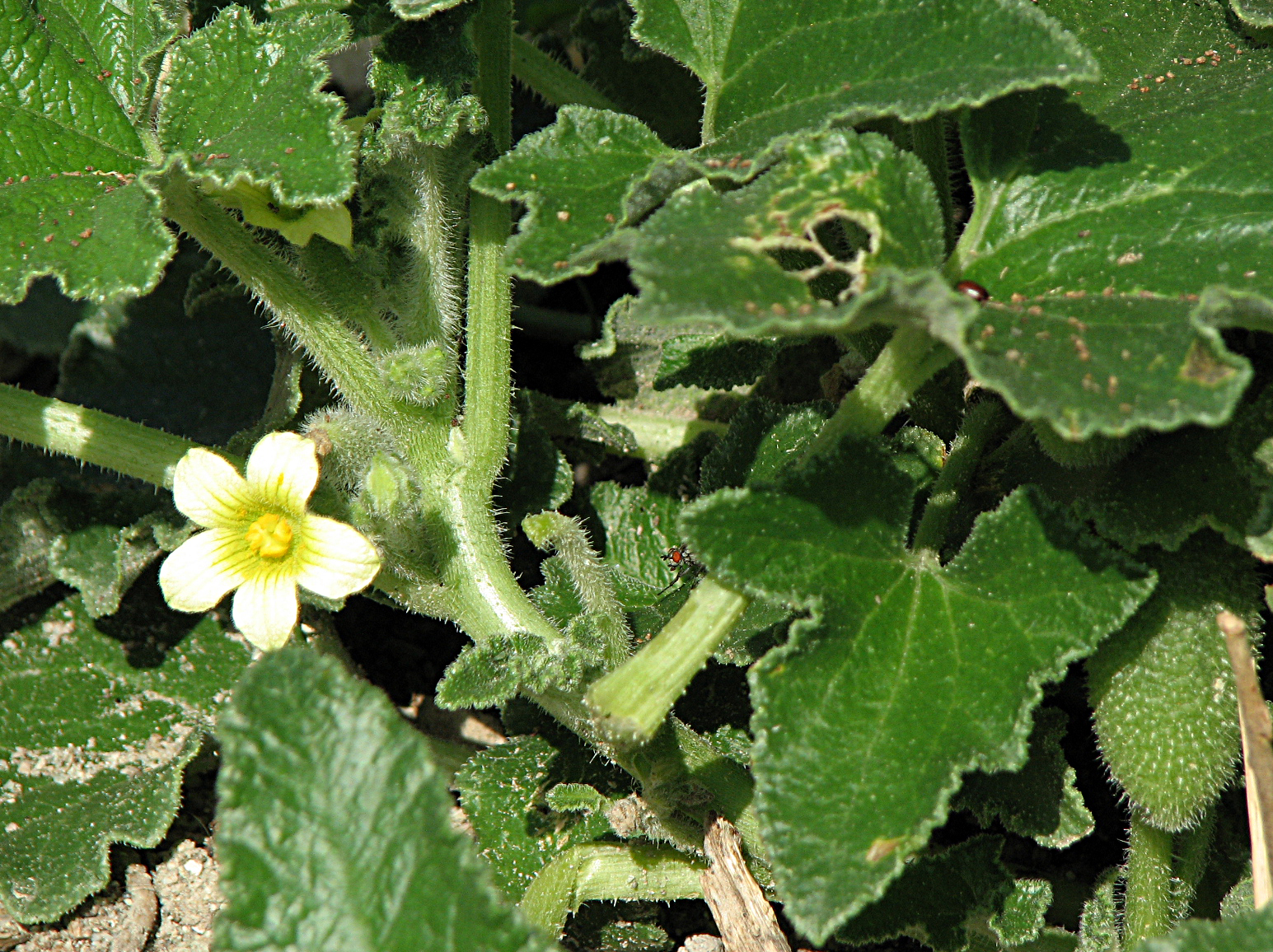 Spritzgurke