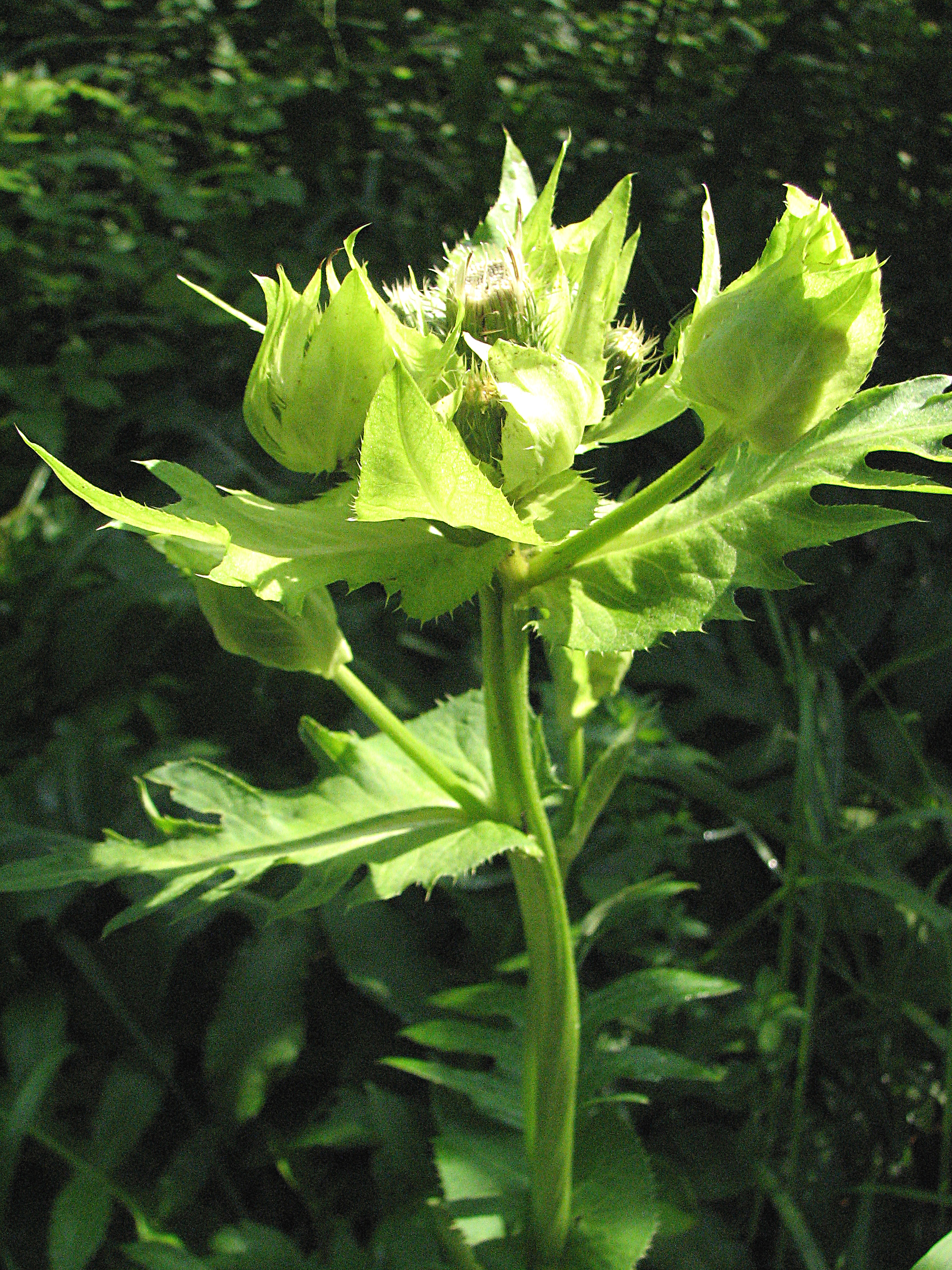 Kohlkratzdistel