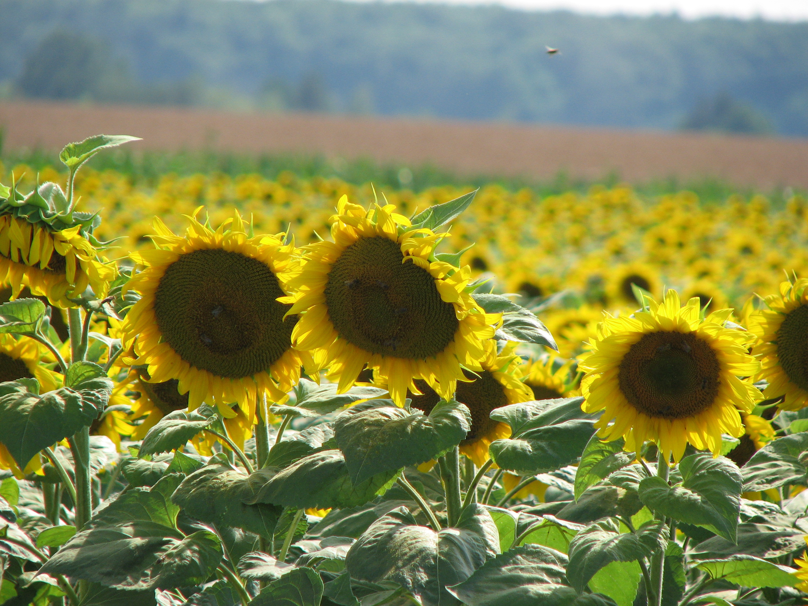 Sonnenblume