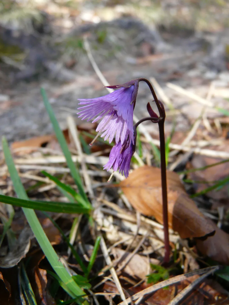 Alpensoldanelle