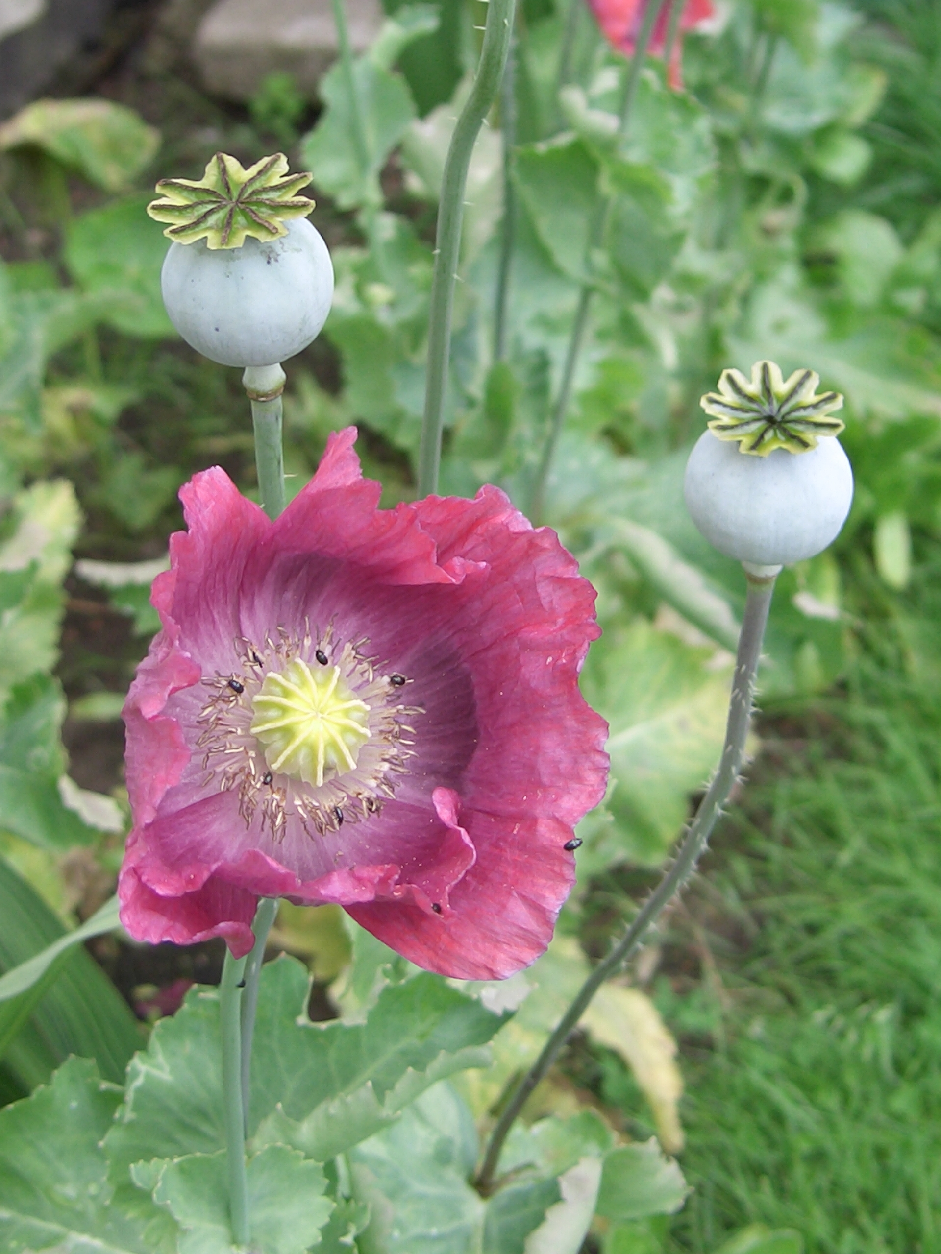 Schlafmohn