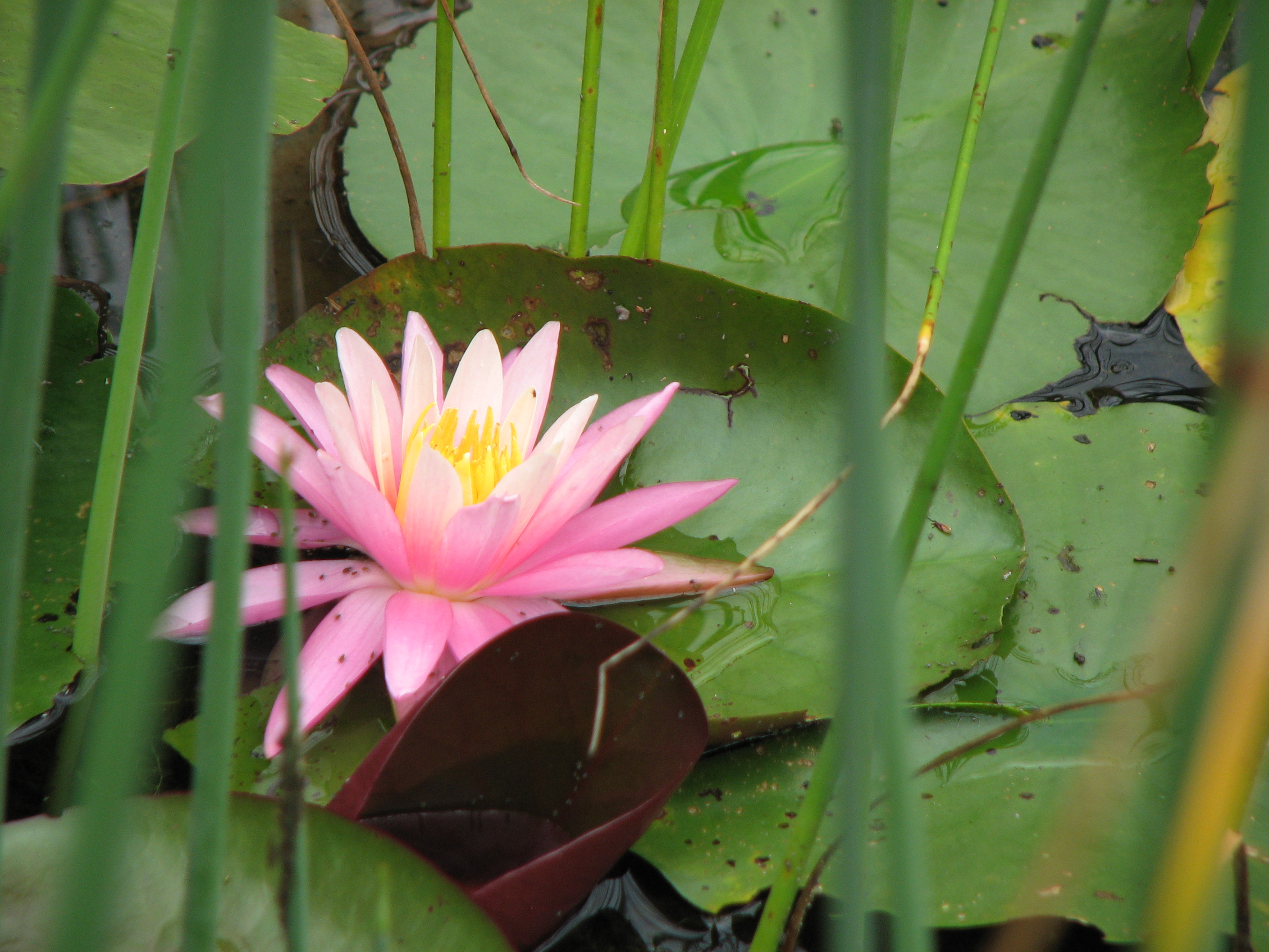 Seerose