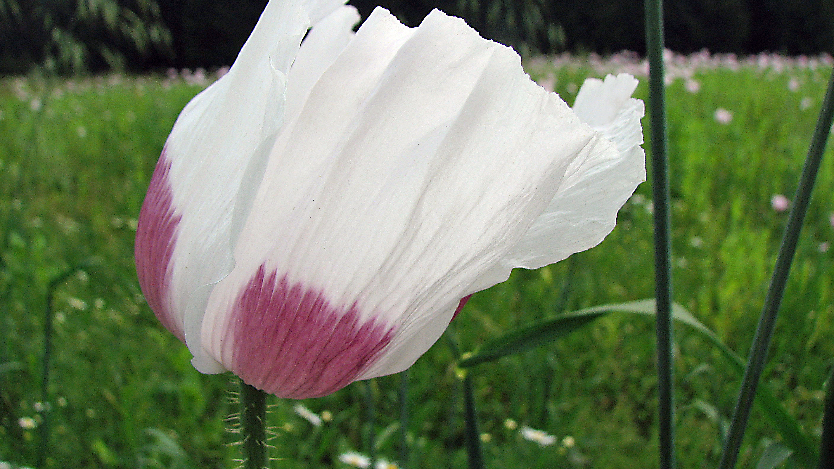 Schlafmohn