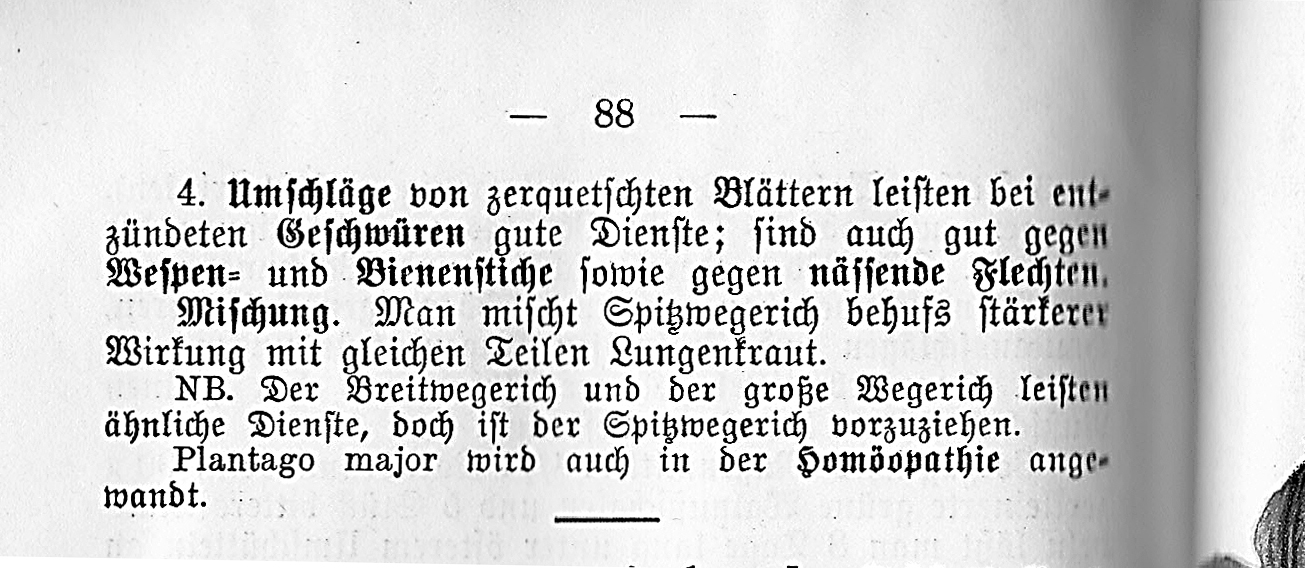 Spitzwegerich