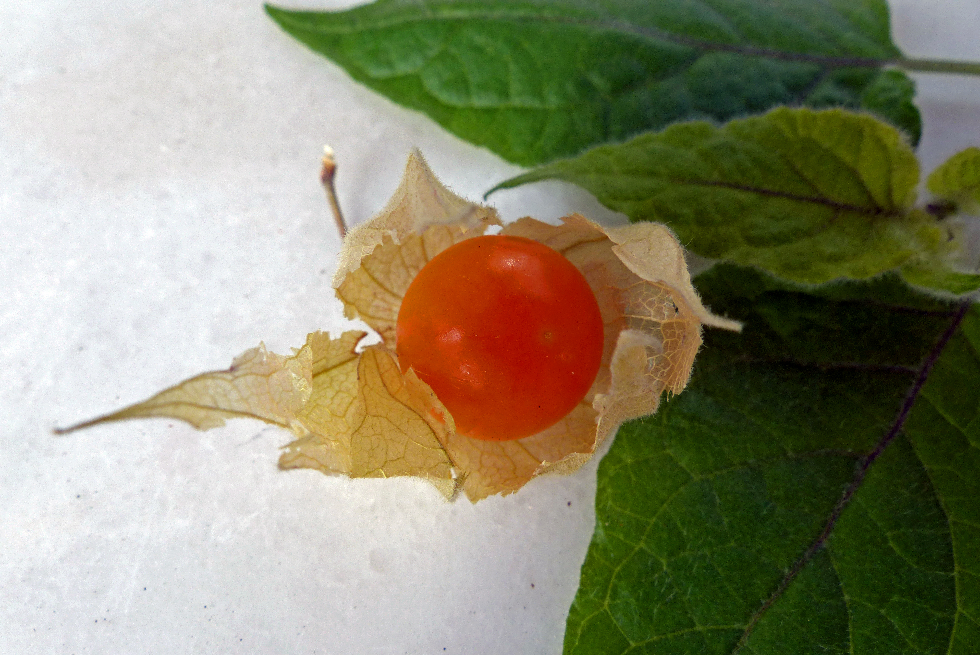 Andenbeere