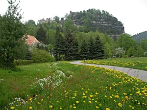 Echte Brunnenkresse