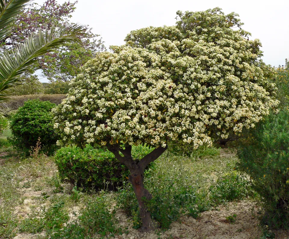 Chinesischer Klebsame