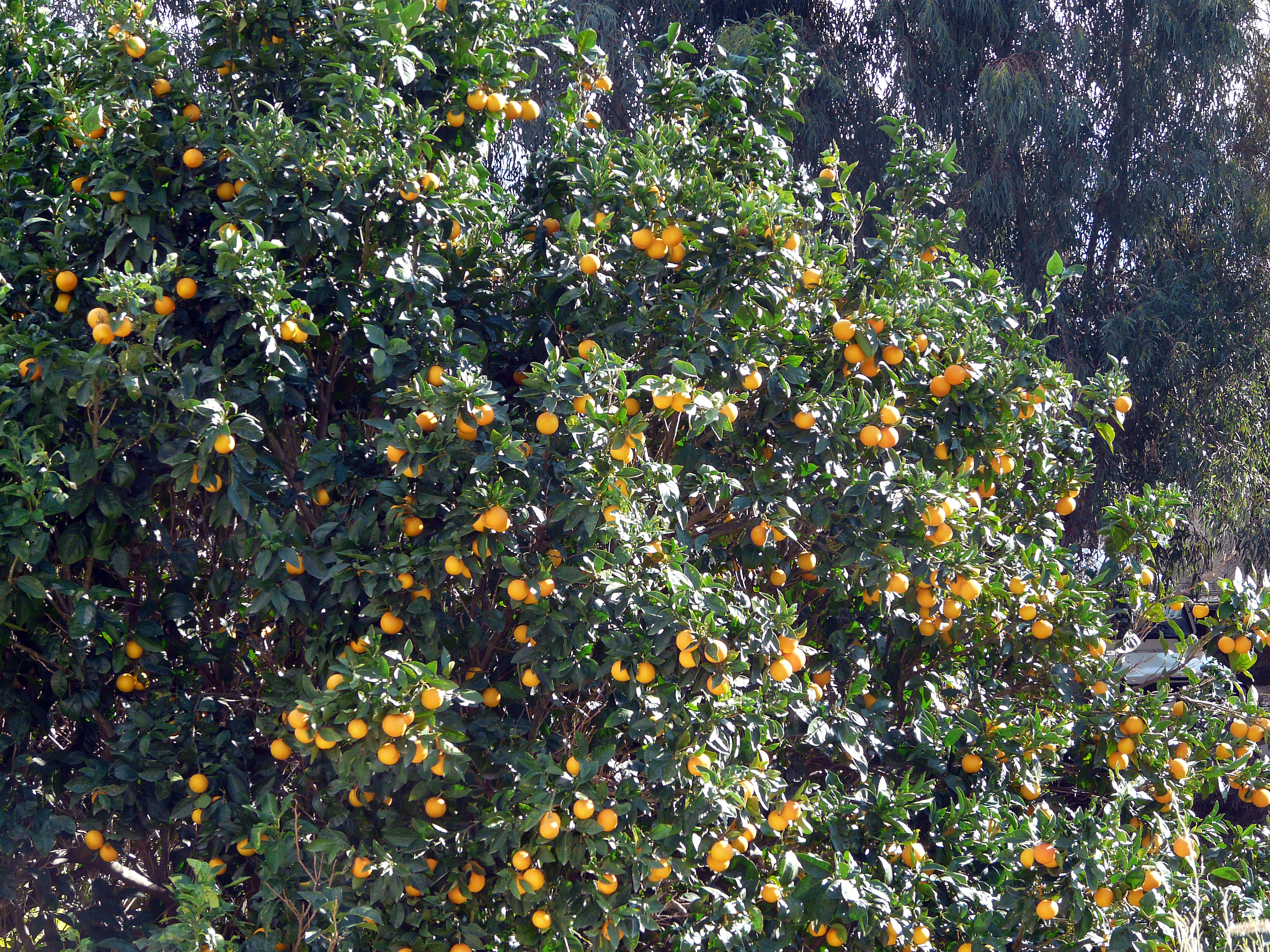 Orangenbaum
