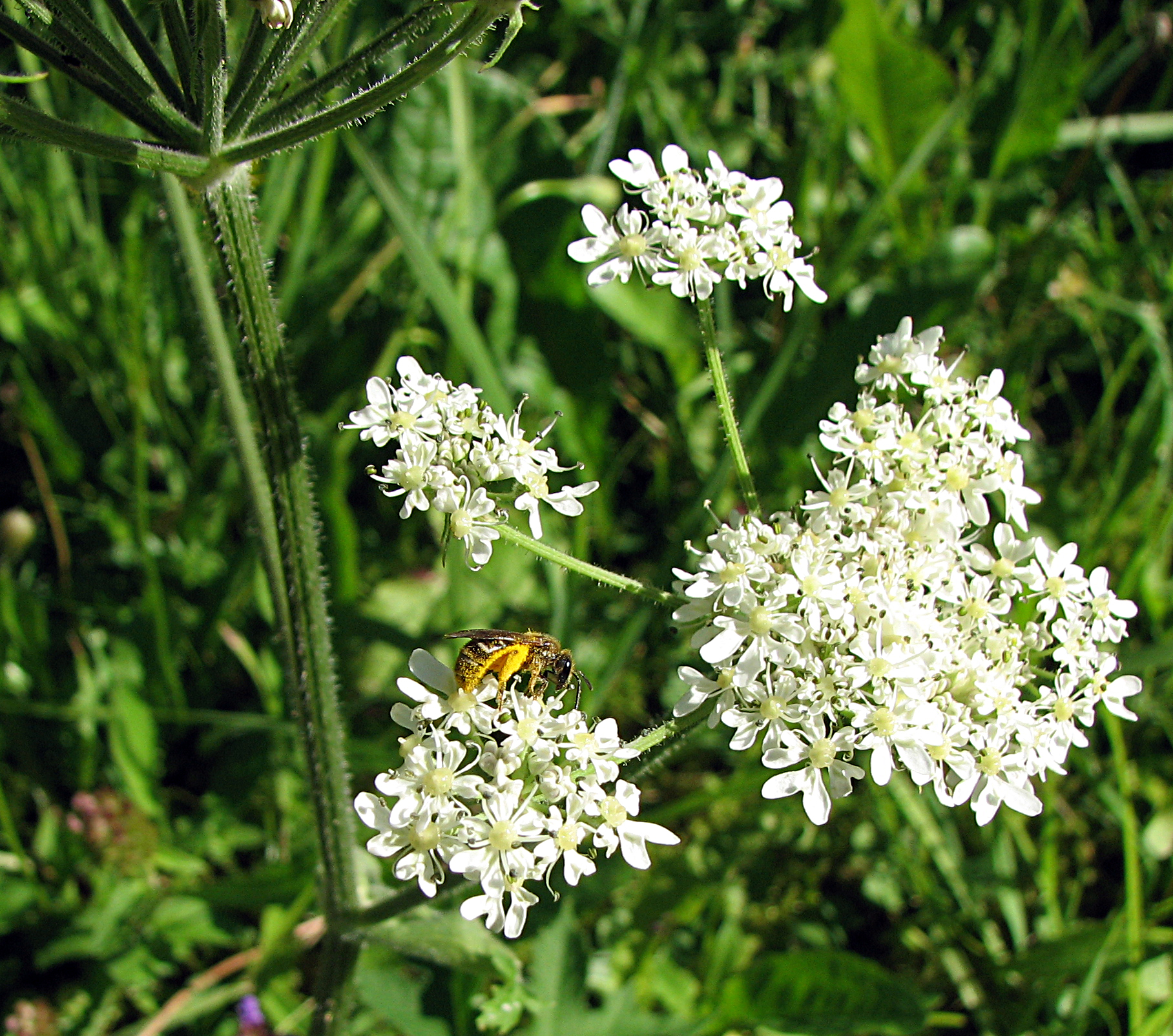 Wiesenbärenklau
