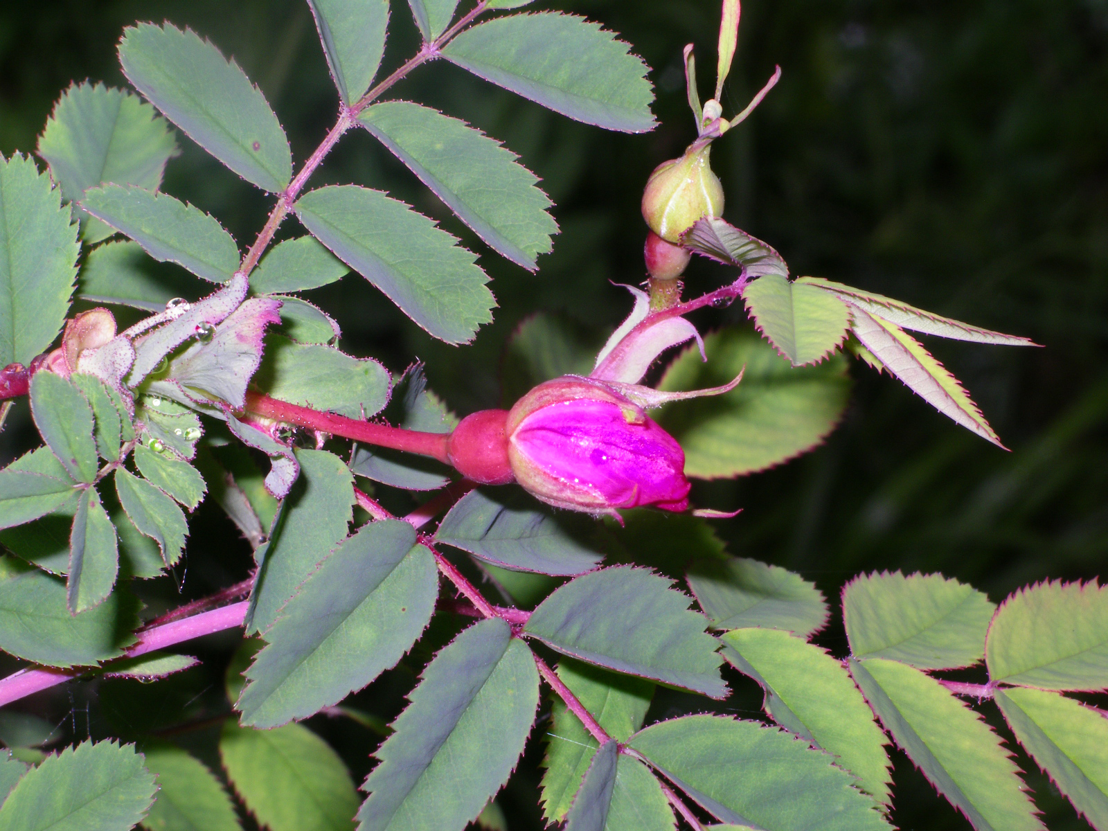 Hechtrose-Wildrose