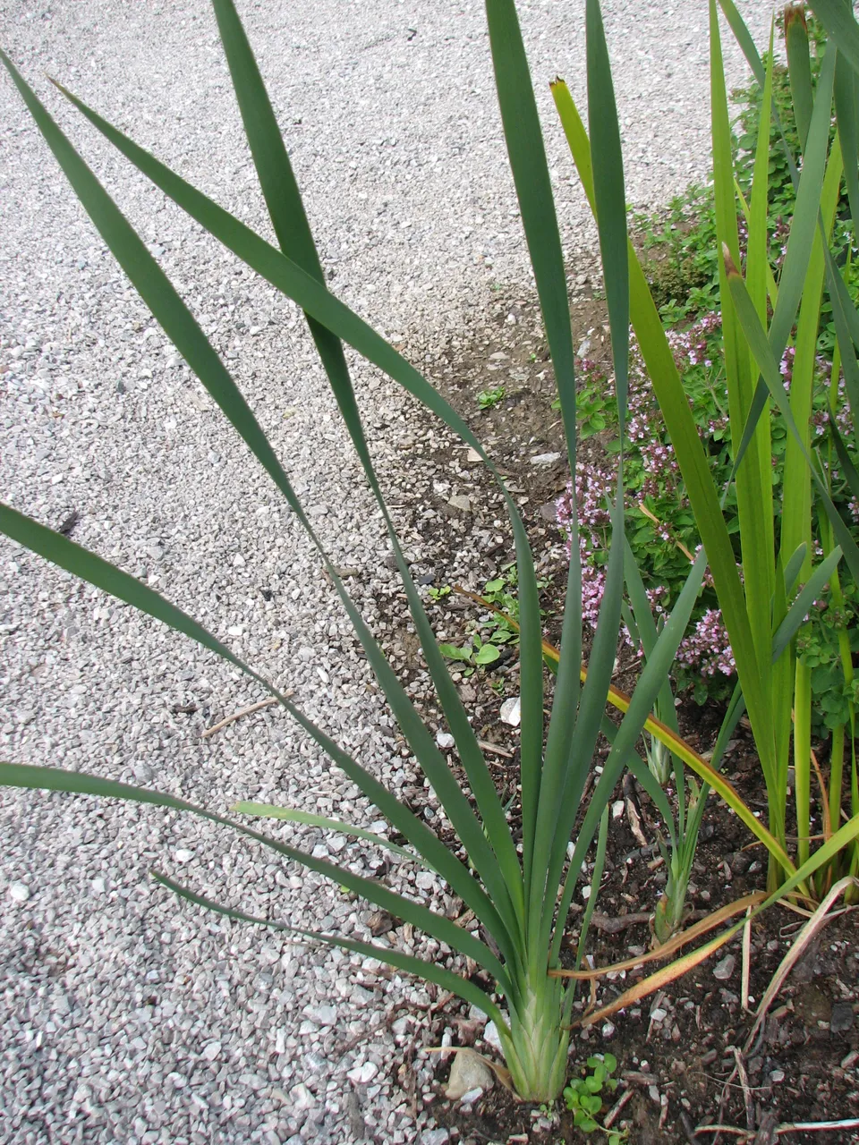 Zitronengras