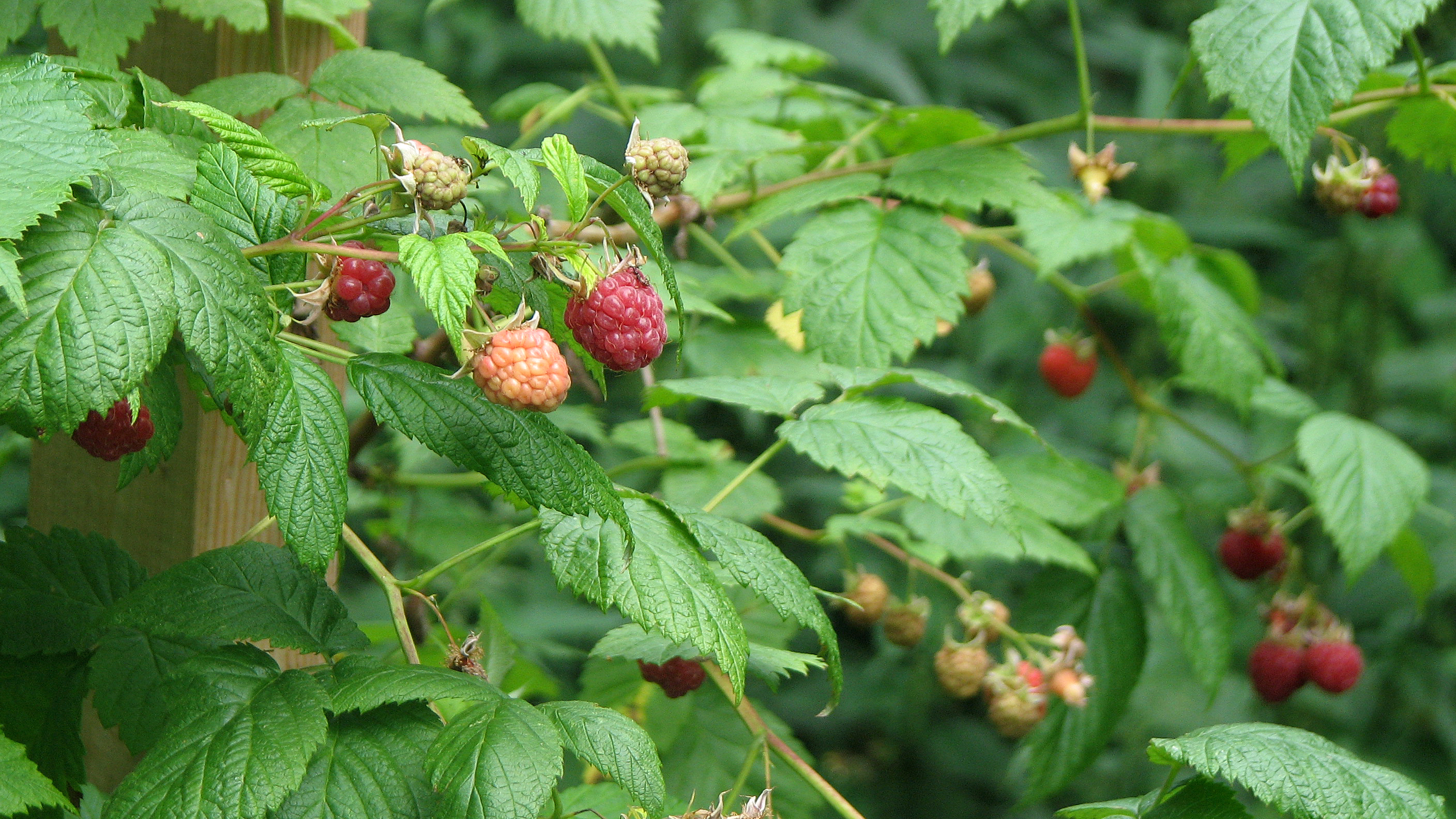 Himbeere