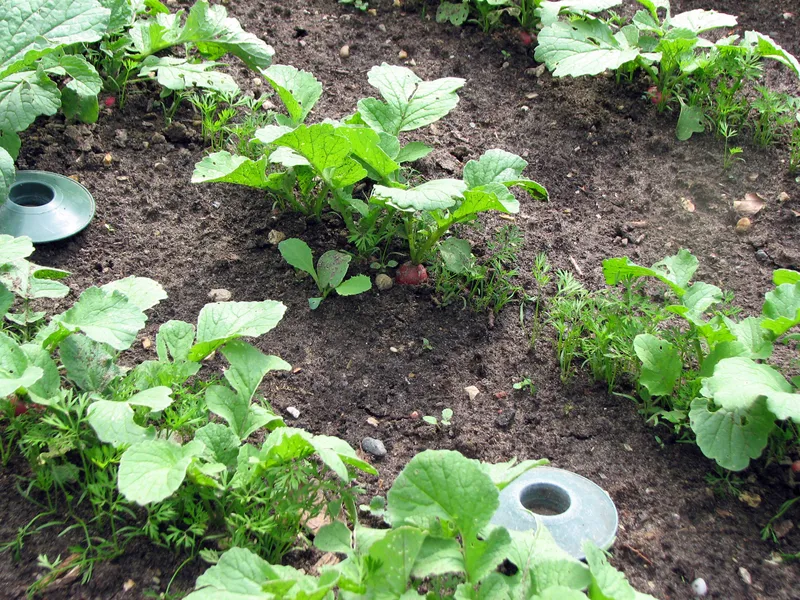 Mischkultur-Kombinationen  im Gemüse- und Obstbau