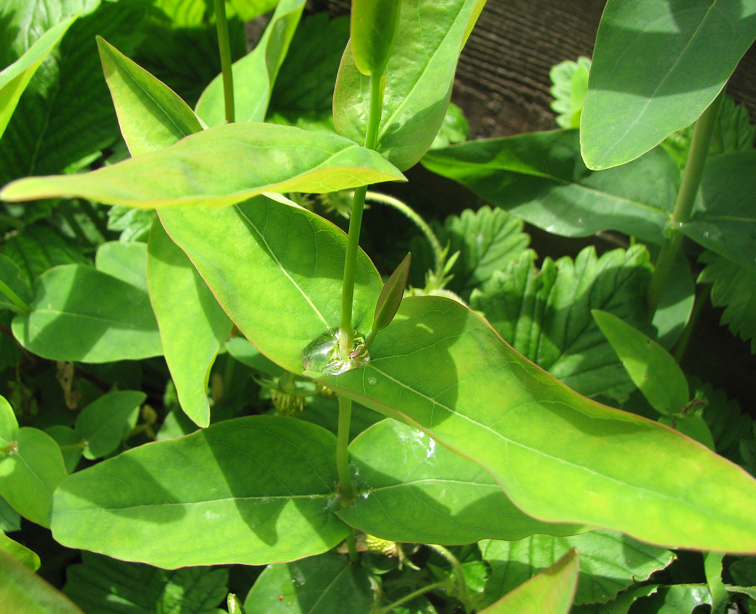 Zitronenjohanniskraut