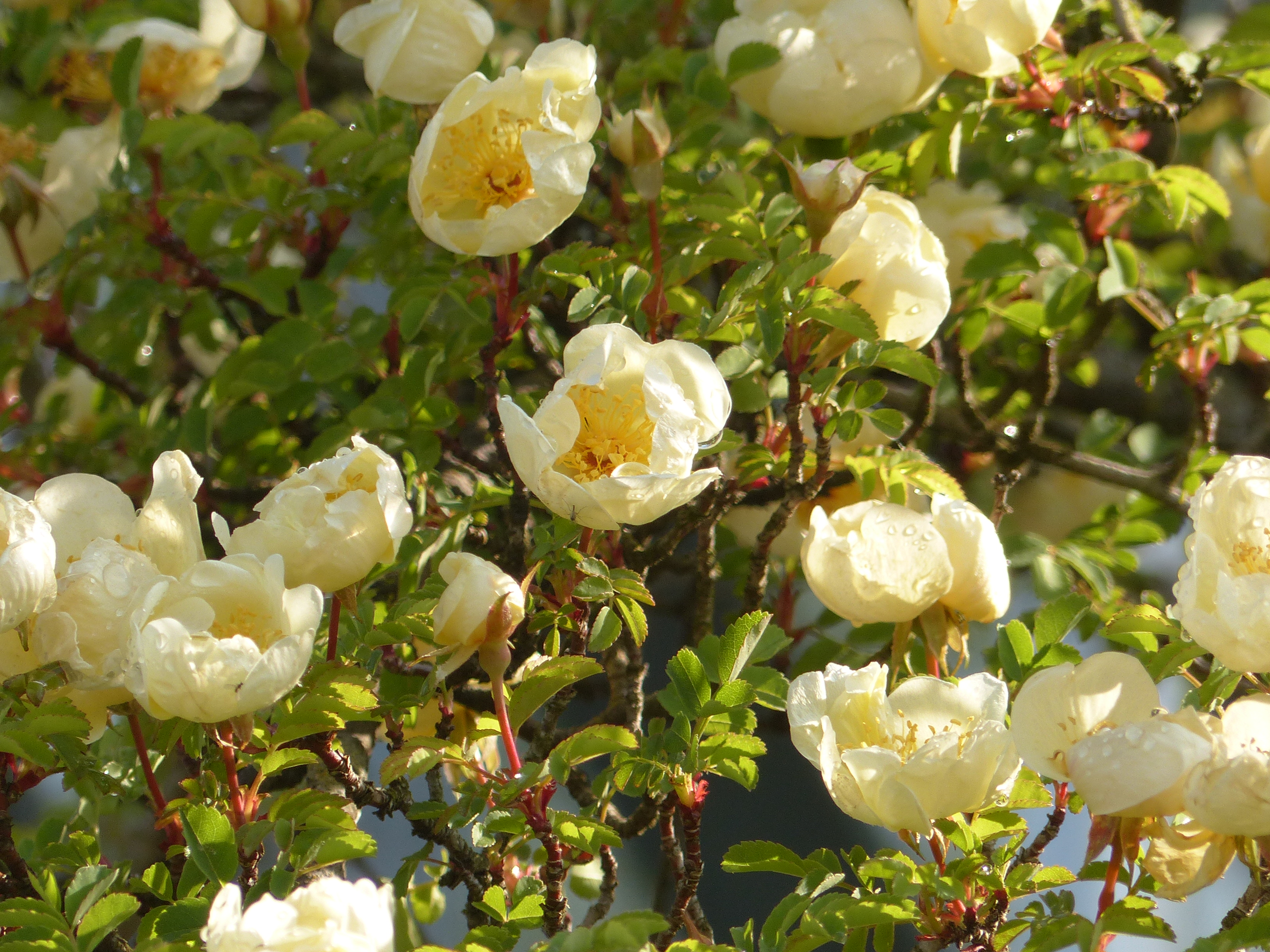 Chinesische Goldrose-Wildrose