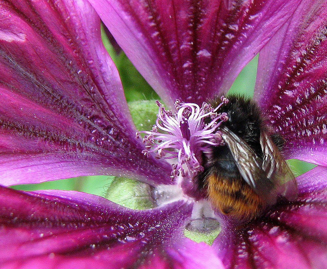 Mauretanische Malve