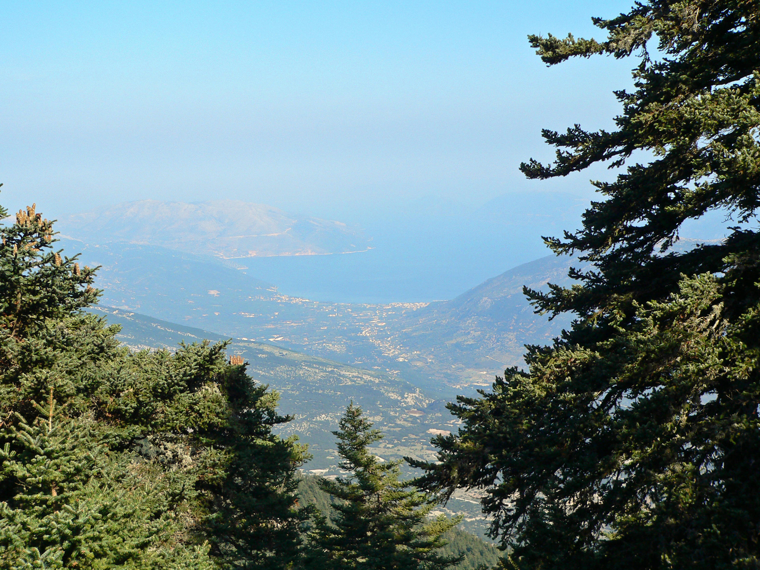 Griechische Tanne