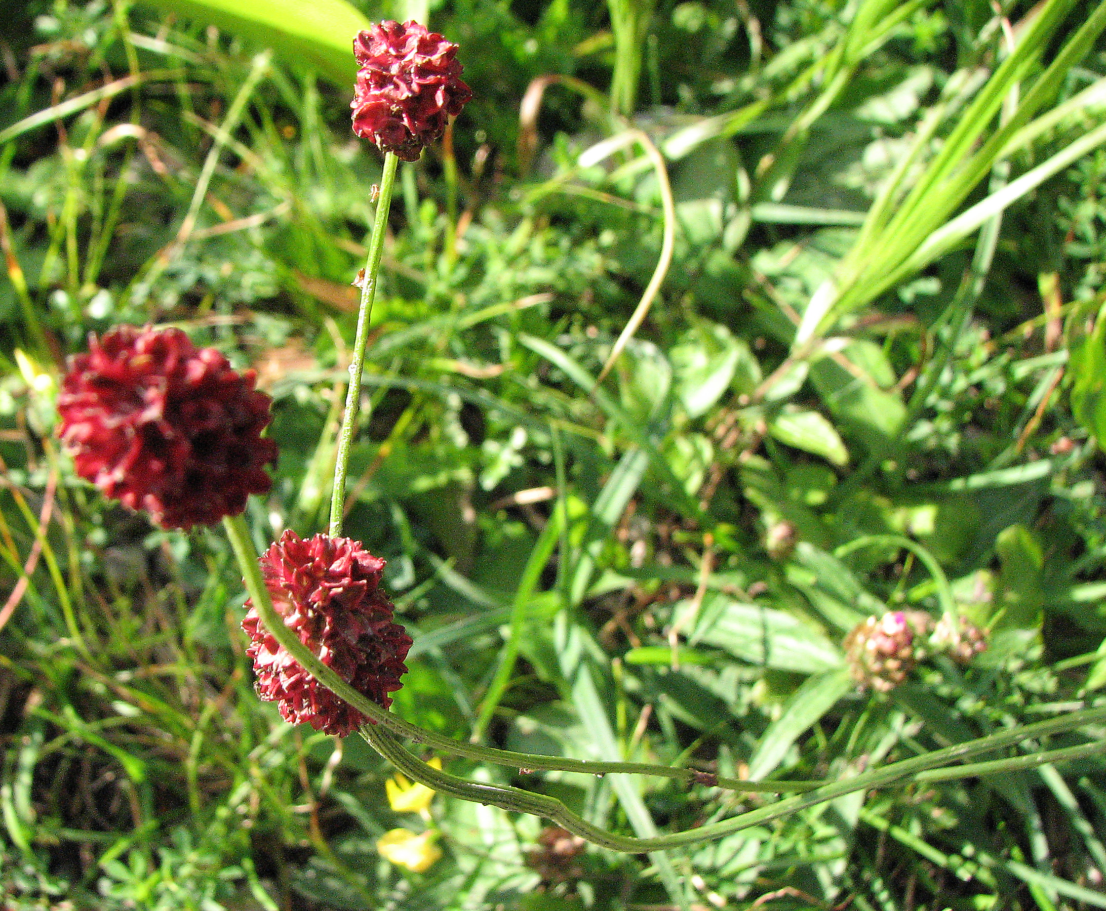 Großer Wiesenknopf