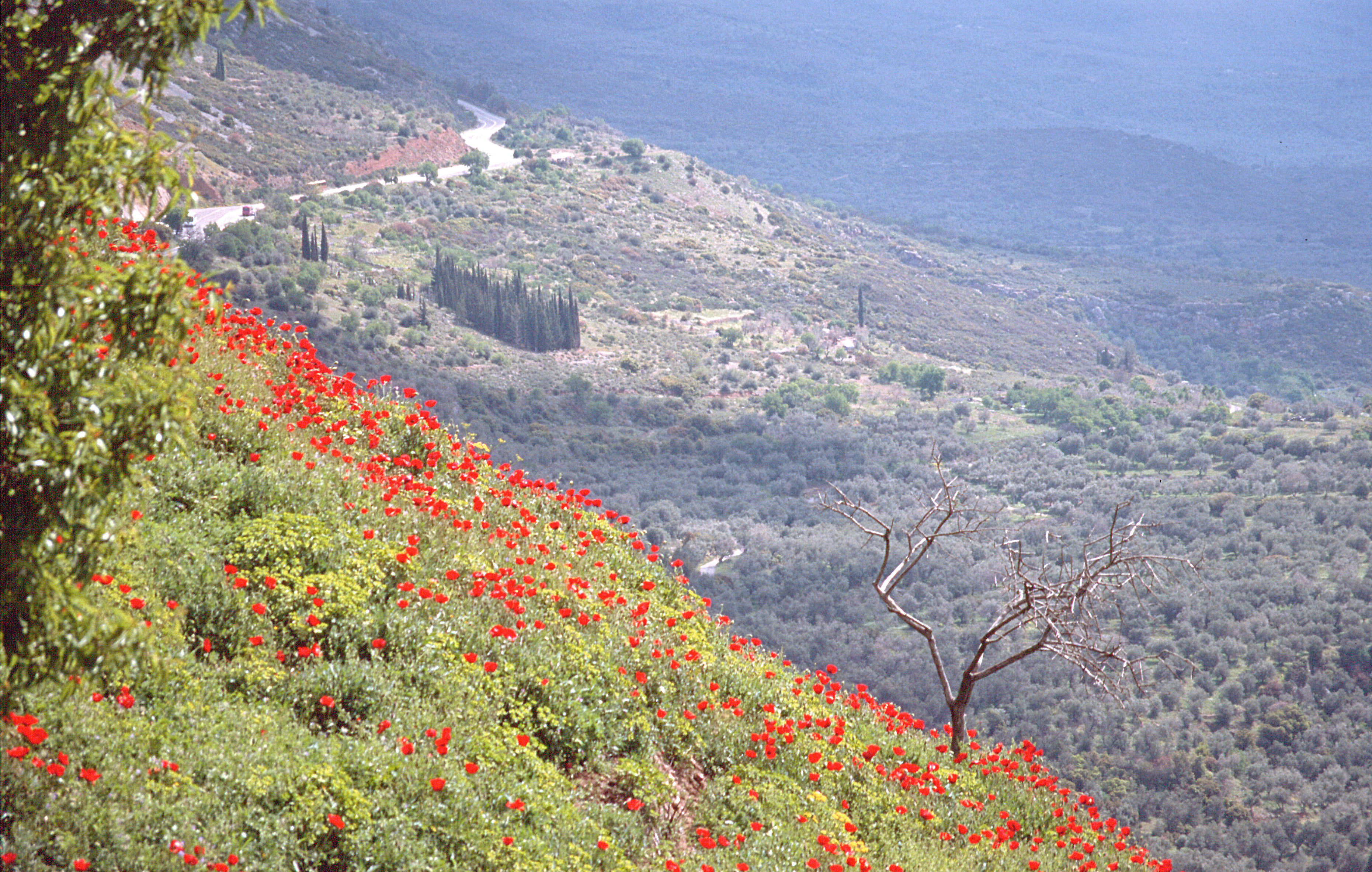 Klatschmohn