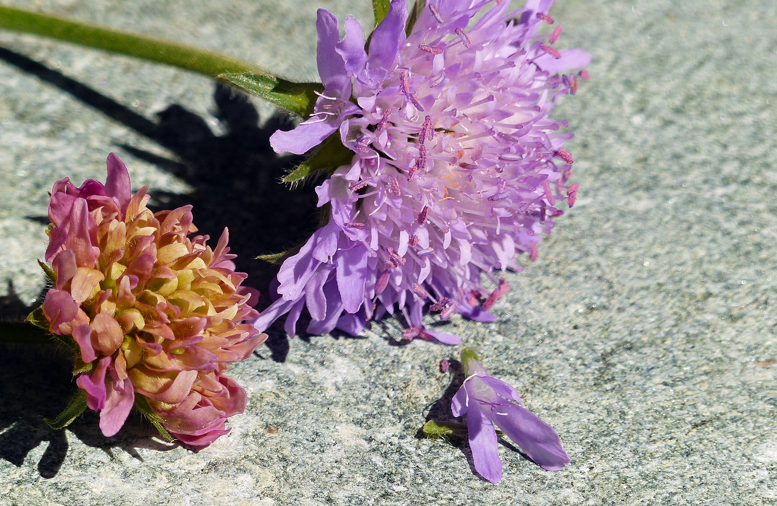Wiesenwitwenblume