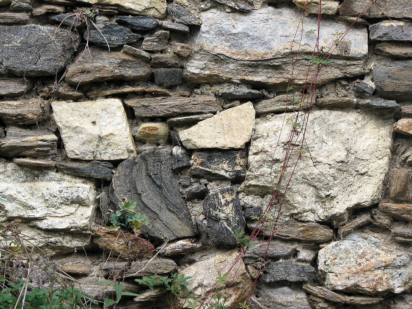 Kriechendes Fingerkraut