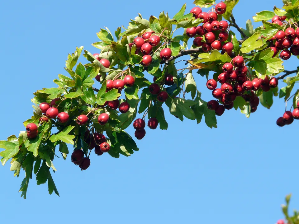 Einteilung der Phytopharmaka